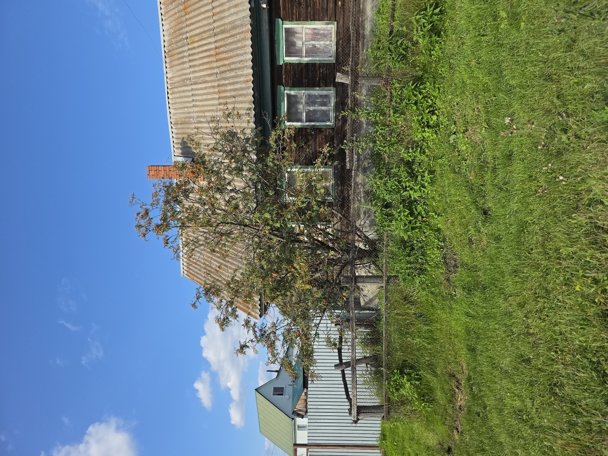 In the village of Khalitova, Russia, a rustic wooden house with a corrugated metal roof and a brick chimney stands under a bright blue sky with scattered white clouds. The house features dark wooden siding and three visible windows with white frames and curtains. In front of the house, a Rowan tree with small red berries is partially obscuring the structure. A weathered wooden fence separates the foreground, which is covered in green grass and lush vegetation, from the yard. Beyond the wooden house, another building with a green roof and light-colored siding is visible behind a corrugated metal fence. The scene depicts a rural residential setting on a clear day.