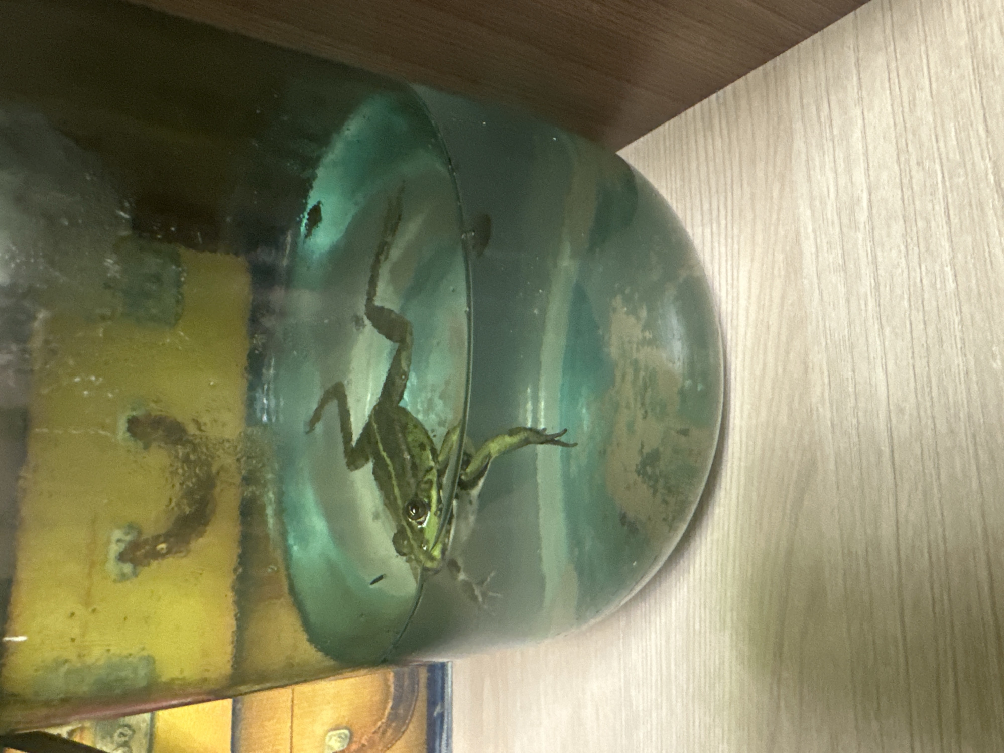 A frog is in a large glass jar filled with greenish-blue water, resting on a wooden surface. The frog is partially submerged, with its front legs and head visible above the waterline. The jar is tall and cylindrical, and its background shows a yellow-toned object with some decorative elements. The water in the jar appears somewhat murky, with some sediment at the bottom and small dark specks floating near the surface, possibly insects. The lighting suggests an indoor setting, likely a home or a similar environment. There is no specific indication of the location being in the city of Sayanogorsk, Russia.