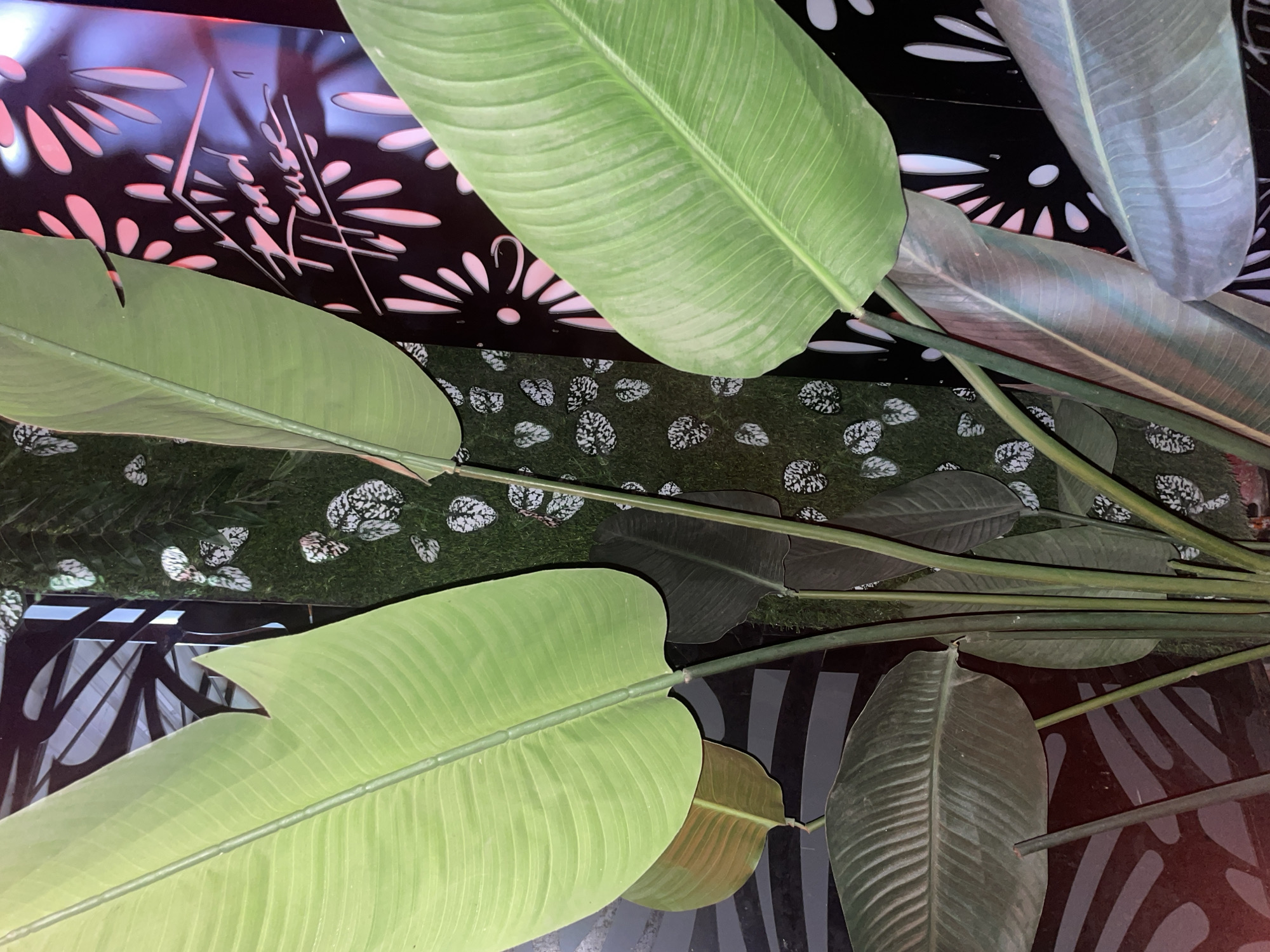In this close-up shot, large, lush green leaves of a tropical plant dominate the foreground. Some leaves are a vibrant green, while others exhibit a slightly bronzed or purplish hue, suggesting maturity or a change in light. The plant's thick, cylindrical stems are visible, supporting the massive leaves. Behind the foliage, a dark, patterned surface with stylized floral cutouts is illuminated by pinkish-purple light, creating a dramatic backdrop. The pattern on this surface appears to be a logo or signage, with stylized text that includes "Road House" in a script font. The background also features a textured, moss-like surface with small, light-colored speckled leaves. The overall scene is dimly lit, with the primary light source appearing to come from the illuminated background element. The composition focuses on the interplay of natural textures and artificial patterns, creating a visually striking and somewhat atmospheric aesthetic. There are no people or animals visible in the image.