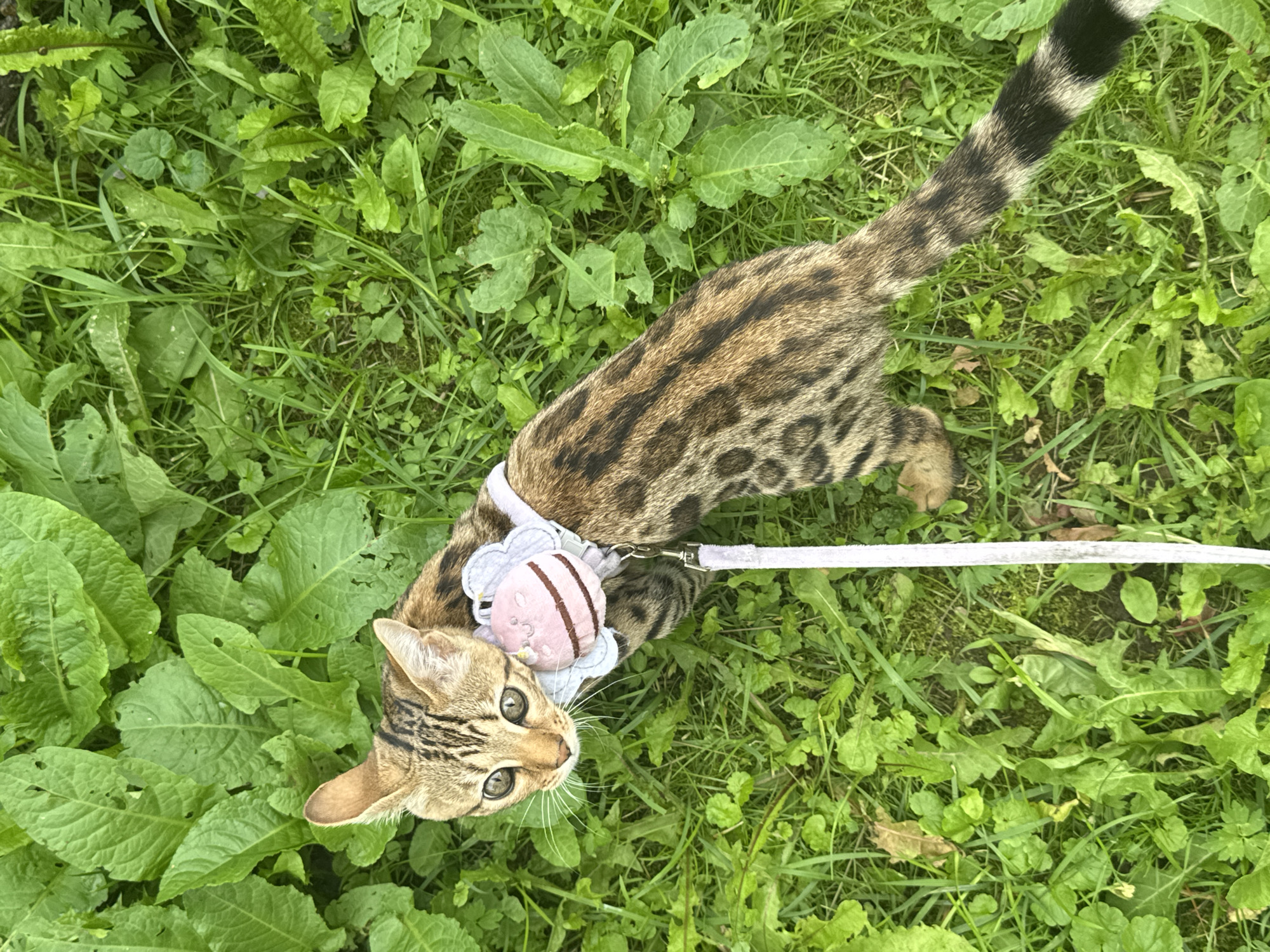 A high-angle, full shot shows a Bengal cat wearing a harness with a pink, bee-shaped charm and a white leash. The cat is on all fours, looking up and to the left, with its tail extended. The cat has a spotted brown and black coat and large, green eyes. The harness is white with a scalloped edge and has a pink, striped charm resembling a bee attached to the front. The leash is thin and white. The cat is on a patch of green grass with some large, broad green leaves surrounding it. The scene is outdoors in daylight. The image does not contain any information to determine the location within the city of Rzhev, Russia.