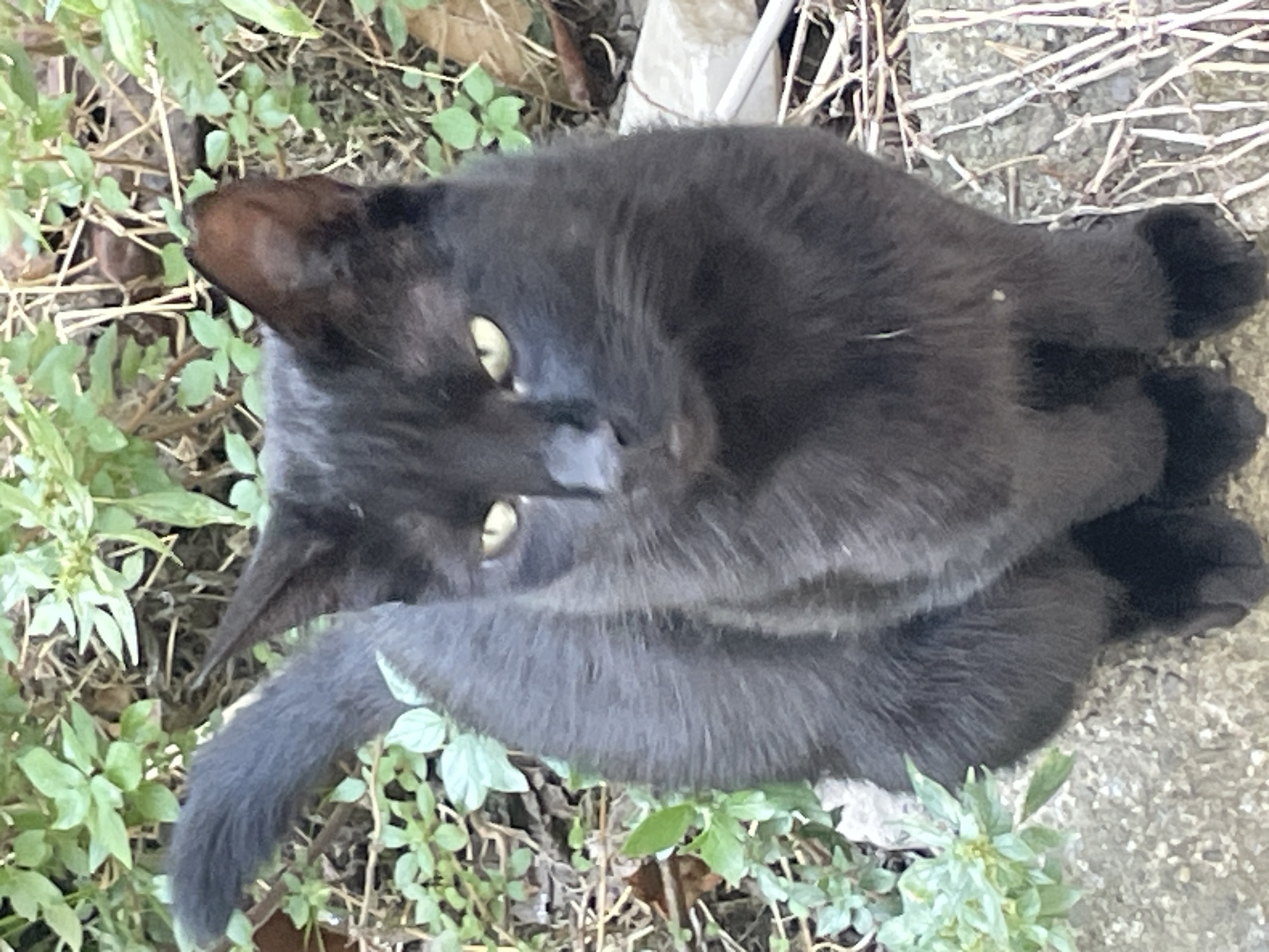 A black cat with yellow eyes is sitting on a stone surface surrounded by greenery and dry vegetation. The cat is facing forward and appears to be looking at the camera. The environment suggests an outdoor setting, possibly a garden or park. The image does not contain any specific information to determine its location in Kadıköy, Turkey.
