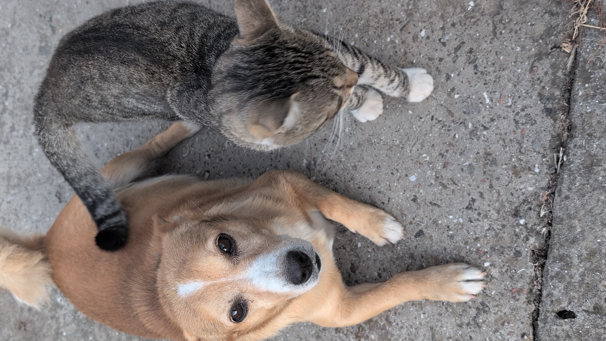 A medium shot, taken from a high angle, shows a tan dog and a tabby cat lying on a concrete surface. The dog is on the left, facing the camera with its head slightly tilted. It has brown eyes, a black nose, and a white blaze on its forehead. Its front paws are extended forward, and its body is relaxed. The cat is on the right, facing away from the camera and looking down. It has grey and black tabby markings, with white paws. Its tail is curled over its back. The concrete surface appears to be outdoors, with some debris and cracks visible. This scene is located in the city of Izmail, Ukraine.