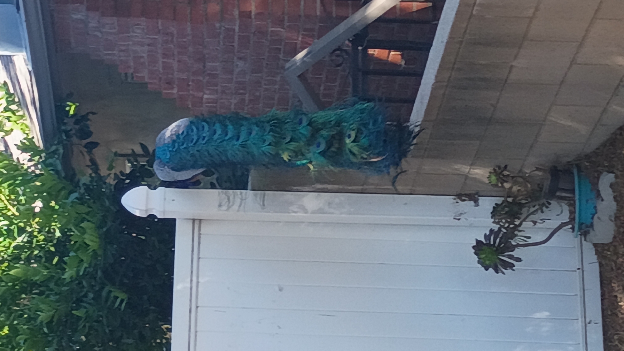 A side-oriented medium shot captures a peacock perched on a white horizontal railing in what appears to be a residential outdoor setting in Los Angeles, United States. The peacock, with its head visible on the left and its long, iridescent blue and green tail feathers extending to the right, rests atop the railing. The feathers display distinctive "eyes" or ocelli patterns, characteristic of male peacocks.
In the background, a building constructed with reddish-brown bricks is partially visible, suggesting a multi-story structure or an adjacent building. A black metal staircase or railing is also discernable against the brick wall behind the peacock's tail. To the left of the image, lush green foliage, possibly bushes or vines, grows densely. On the right side, a potted plant with succulent-like leaves is visible, along with a light blue or turquoise pot or decorative element.
The scene is brightly lit by natural sunlight, indicating it is daytime. Shadows are cast, suggesting clear weather conditions. No specific activity is depicted beyond the peacock's resting presence on the railing. There is no visible text in the image.