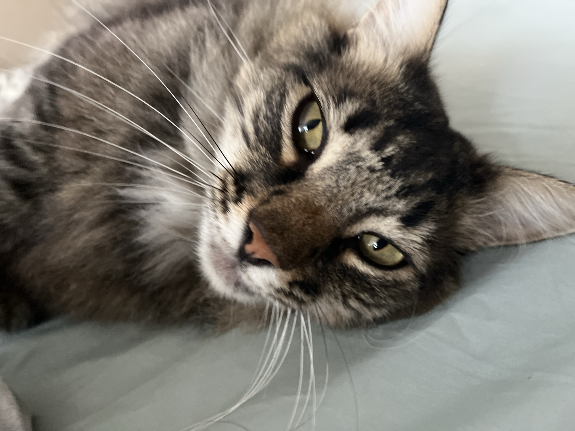The image is a close-up, eye-level shot of a tabby cat lying on a pale blue surface. The cat is facing the camera, with its head tilted slightly to the left. Its fur is a mix of brown, black, and gray stripes. The cat's eyes are a striking yellow-green, and its whiskers are long and white. The background is out of focus, showing the texture of the surface the cat is resting on. There is no indication of the location being Krasnyye Barrikady, Russia, or any other specific city.