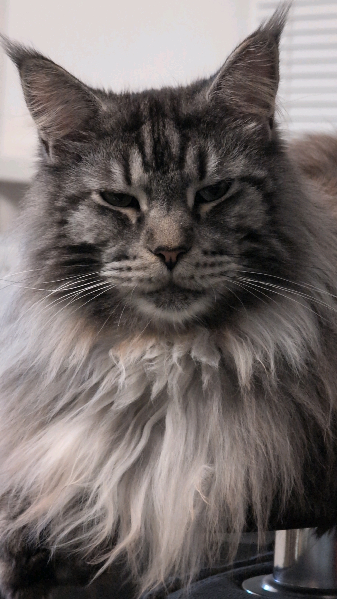 A close-up, vertical, eye-level shot features a Maine Coon cat looking directly at the camera with a neutral expression. The cat's fur is predominantly gray with darker tabby markings on its forehead and around its eyes. Its eyes are a dark green, and its nose is a soft pink. The cat has prominent ear tufts and a thick, fluffy mane around its neck and chest. The background is out of focus and appears to be an indoor setting with a light-colored wall and possibly some horizontal blinds. There is no indication of the city of Izmail, Ukraine, in this image.