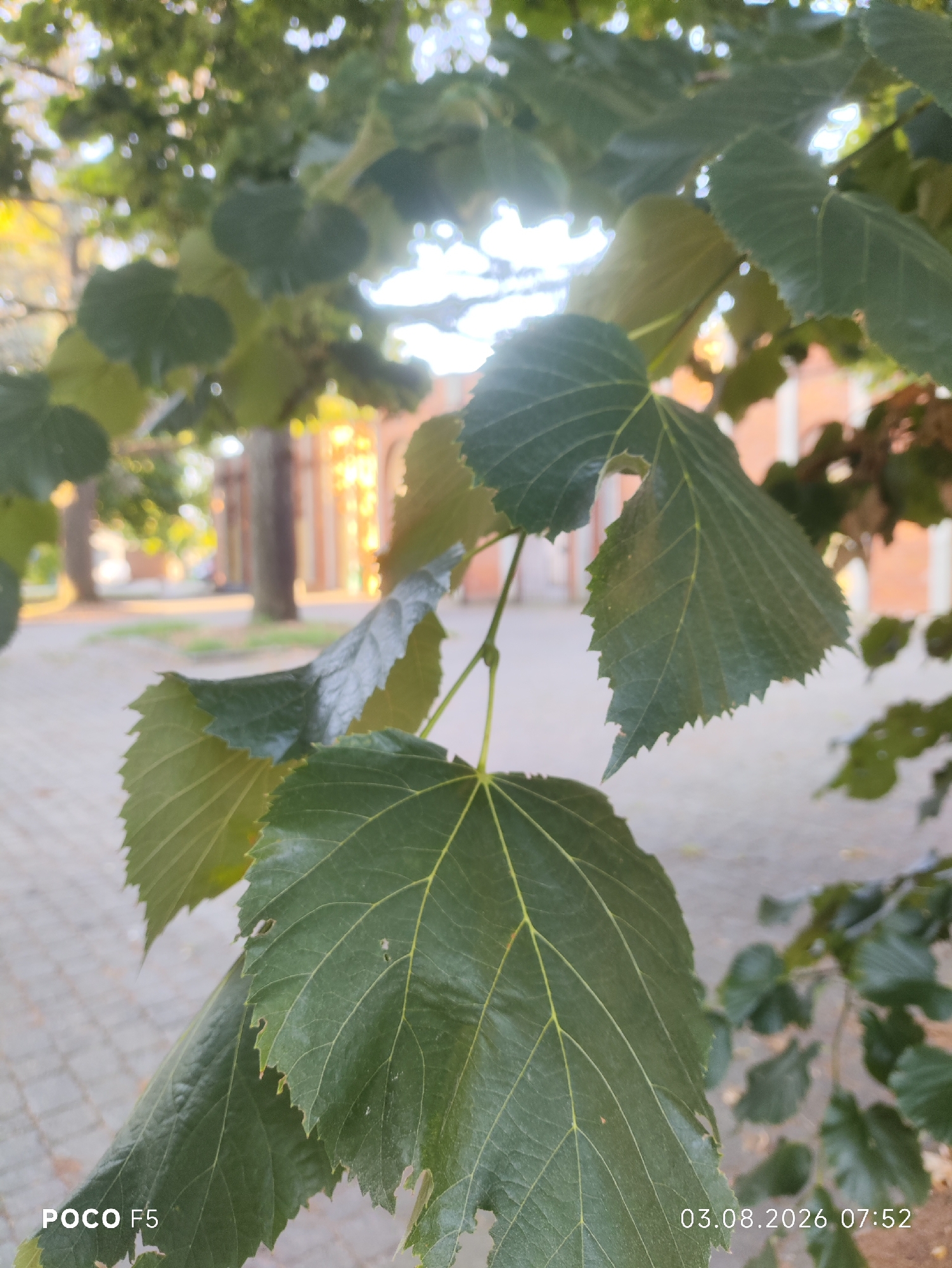 This is a close-up, outdoor, vertical, natural light photograph of green leaves hanging from a tree. The leaves are the primary subject, with the foreground dominated by the texture and veins of several large, serrated leaves. In the blurred background, there is a paved walkway, trees, and a building with brickwork. The image has a watermark in the bottom left corner reading "POCO F5" and a timestamp in the bottom right corner reading "03.08.2026 07:52". The scene depicts a peaceful, urban outdoor environment in Collecchio, Italy.