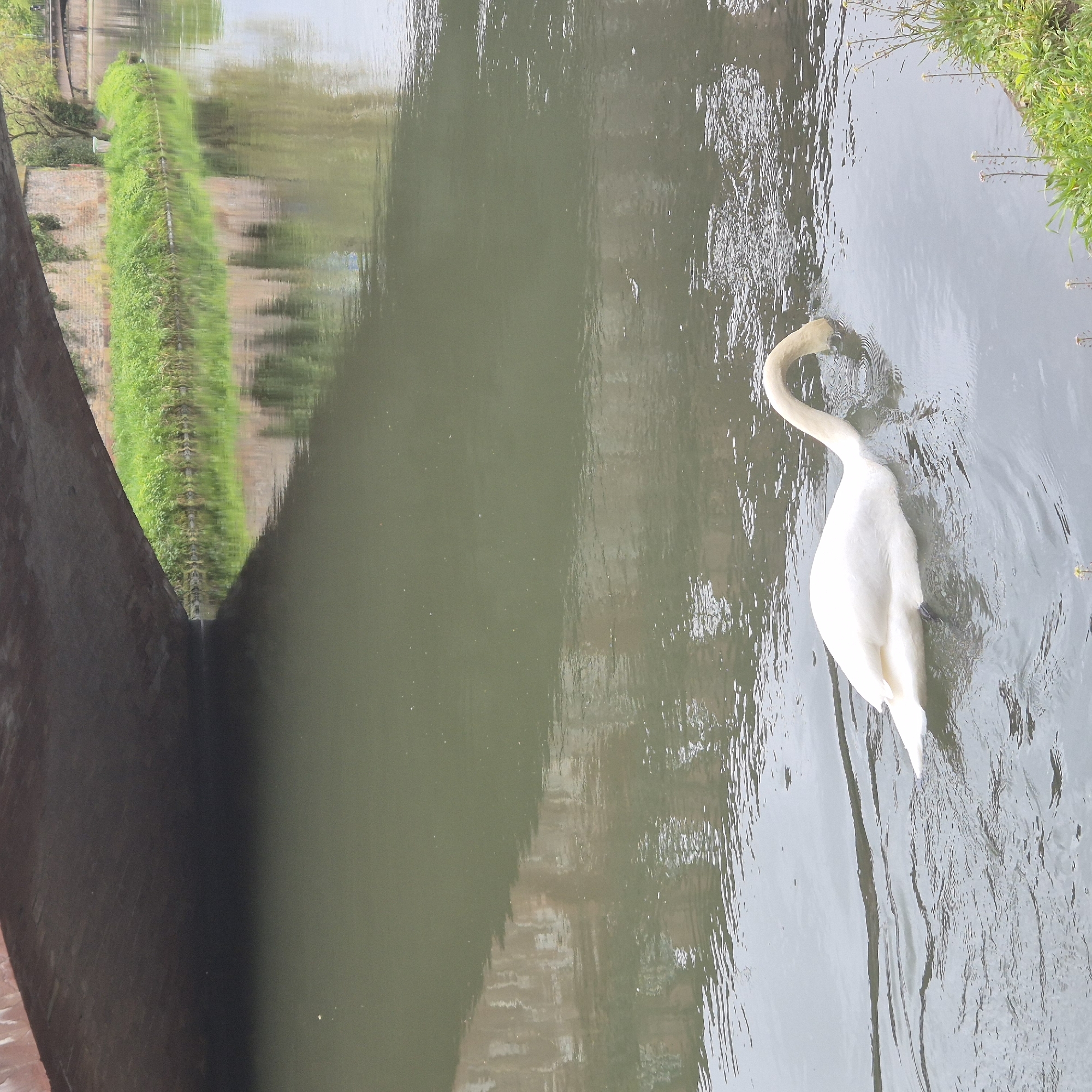 The image captures a scene on the Canal de la Marne au Rhin in Strasbourg, France. A white swan swims in the canal, its reflection subtly distorting on the water's surface. The canal is bordered by a brick wall, with green vegetation growing along its edge. The water reflects the surrounding environment.
