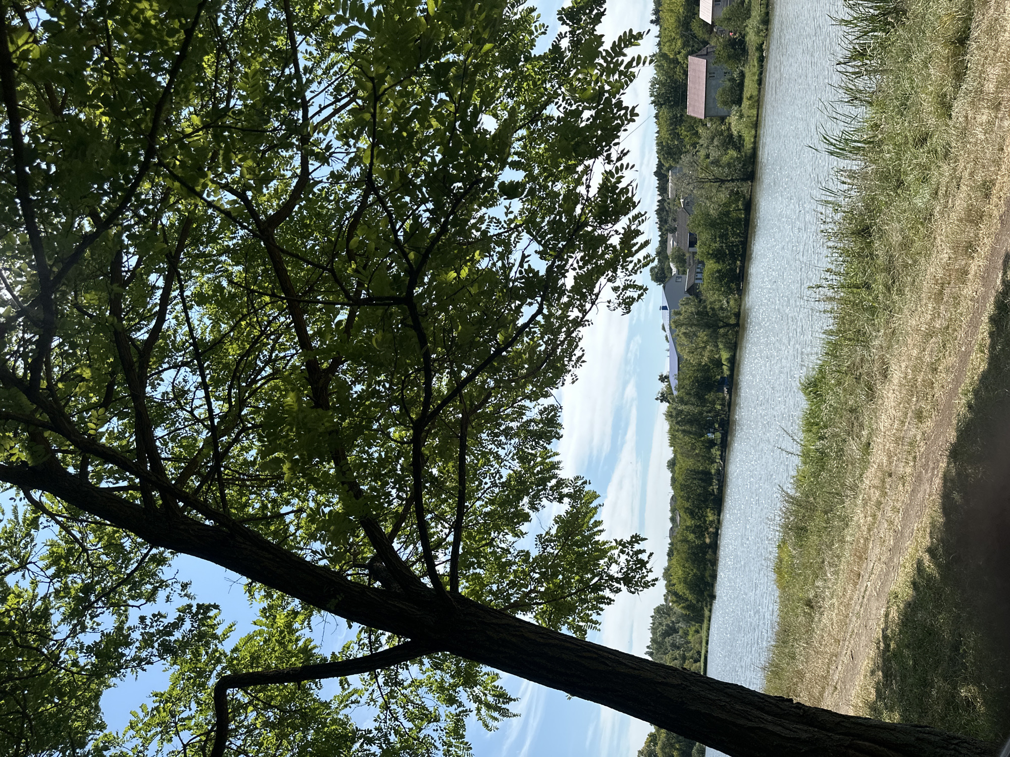The image depicts a serene waterscape scene, likely situated near the city of Makiv, Ukraine, given the context. In the foreground, a large tree with dense green foliage extends from the left side of the frame, casting shadows on a dirt path and dry grass. The tree's thick trunk is prominent on the left edge. Beyond the path and grass is a tranquil body of water, possibly a river or lake, reflecting the sunlight. The water is calm, with gentle ripples. The opposite bank of the water is lined with a thick band of lush green trees. Behind the trees, several houses with red and grey roofs are visible, nestled amongst the foliage and suggesting a semi-rural or suburban setting. The sky above is a clear blue, punctuated by thin, wispy white clouds, indicating fair weather. The overall impression is one of a peaceful summer day in a natural environment.