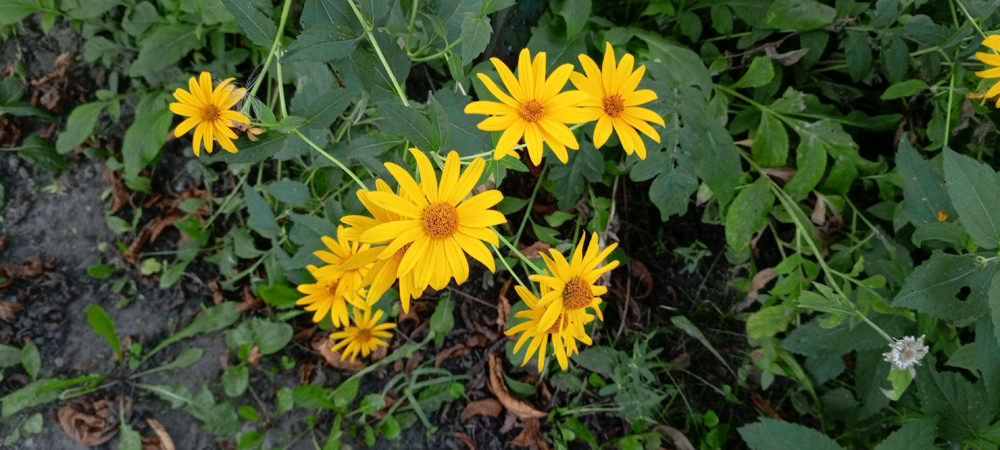 The image shows a cluster of yellow flowers with serrated petals and brown centers, growing in an outdoor setting. The flowers are on thin green stems, with lush green leaves and some dried brown leaves on the ground. The ground appears to be soil and leaf litter. There are no people or animals visible in the image, and no specific structures or landmarks that would indicate a particular location within the city of Kirsanov, Russia. The scene depicts a naturalistic floral environment.