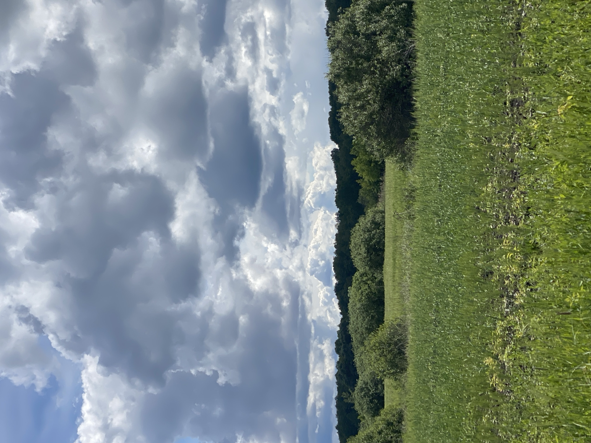 The image shows a landscape in Matiashivka, Ukraine. A field of green grass occupies the right side of the image, stretching towards a line of trees along the middle ground. The left side of the image is dominated by a cloudy sky with varying shades of gray and white, indicating a partly cloudy day. The orientation of the image is vertical.