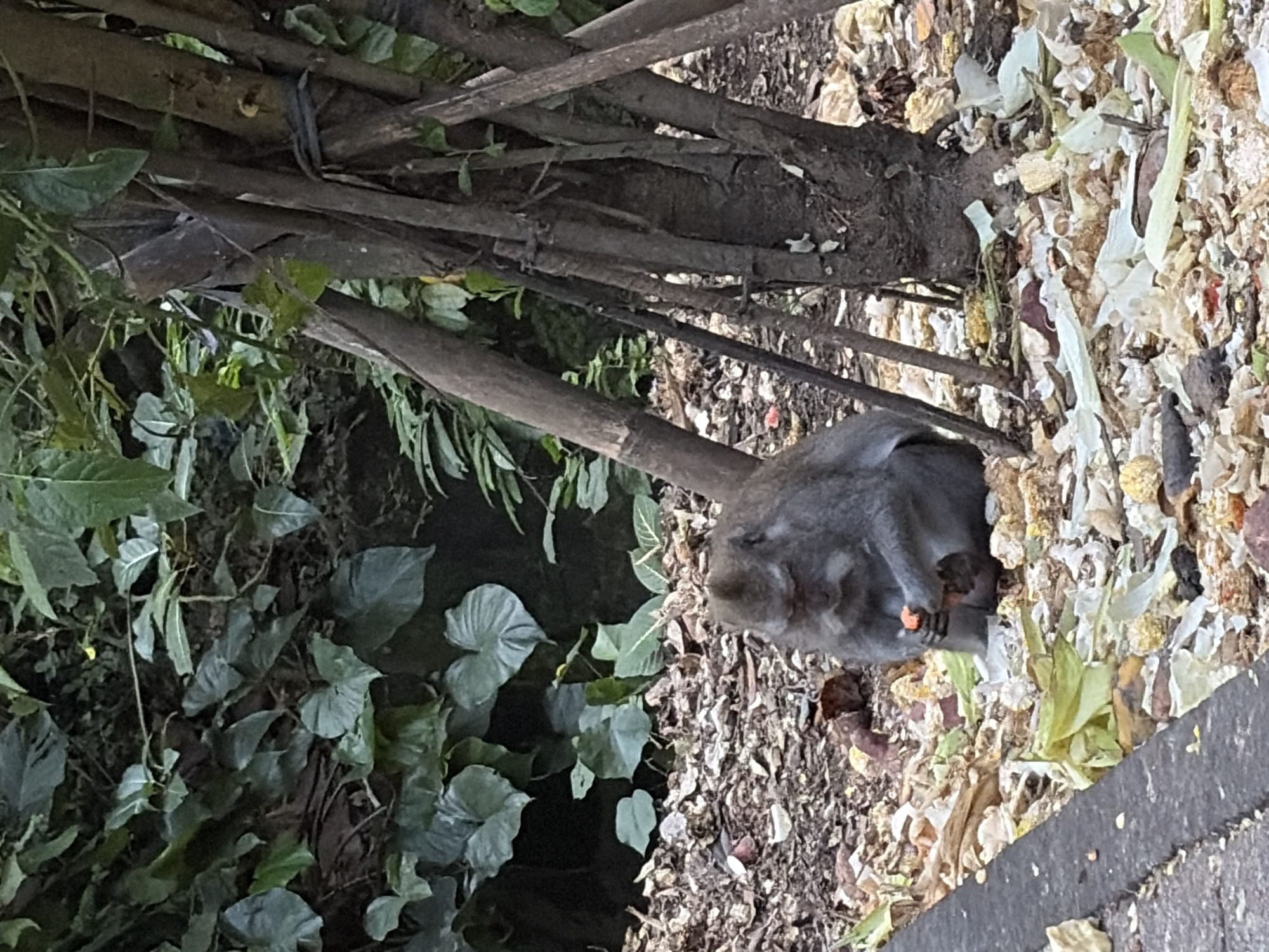 An adult monkey sits on the ground, surrounded by scattered leaves and food scraps, in the Ubud District of Indonesia. The monkey is holding a small piece of food, possibly an orange-colored fruit or vegetable, in its hands and appears to be eating it. Its eyes are downcast, focused on the food. The monkey's fur is a grayish-brown color. Behind the monkey, a cluster of thin trees with rough bark stand close together, supported by some stakes. Lush green foliage is visible in the background, creating a natural and wild environment. The ground is covered in a layer of dried leaves, twigs, and debris, indicating an outdoor setting that may be a forest edge or park area. A concrete curb is visible along the left edge of the image, suggesting proximity to a path or road. The lighting suggests it is daytime, with dappled light filtering through the leaves.