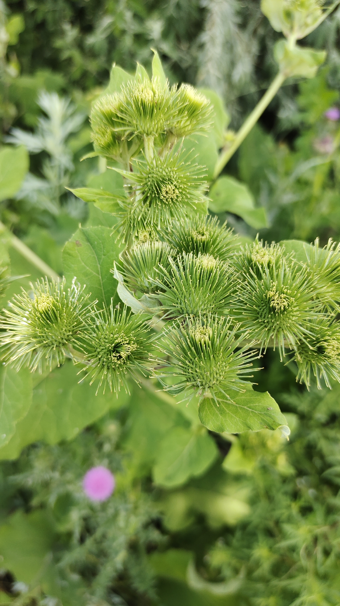 A close-up, vertical shot showcases a cluster of green, spiky seed heads on a plant. The seed heads are round and covered in numerous sharp, bristle-like projections that point outwards. They are arranged in a dense grouping on thick green stems, with large, broad green leaves peeking out from behind. The background is softly blurred, revealing more green foliage and a small, out-of-focus pink flower in the lower left portion of the frame. The lighting suggests an outdoor setting, likely during daylight hours, with a natural, slightly diffused light.