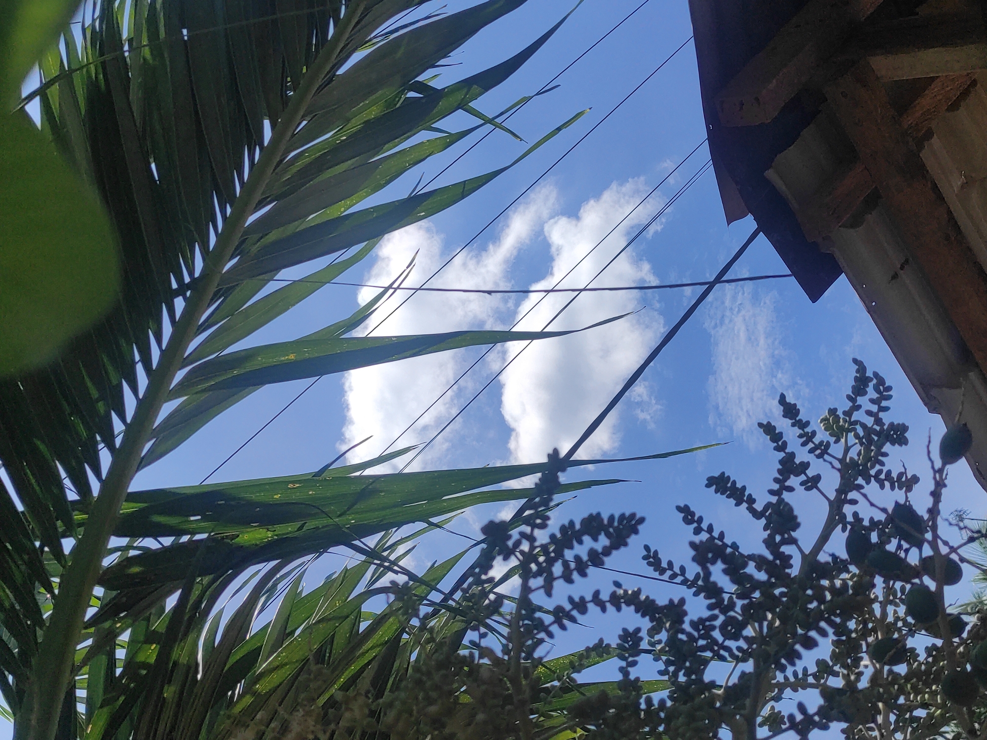 The photograph depicts a low-angle view upwards, capturing a scene with a combination of natural and man-made elements. A partially obscured blue sky with white clouds is visible through the gaps in the foliage. In the foreground, a portion of a palm tree with green leaves occupies the left side of the frame. On the right, a plant with small dark fruits is partially visible, and in the upper right corner, a section of a wooden structure with a corrugated roof is present. Electrical wires crisscross the sky. The location is inferred to be Lhokseumawe, Indonesia.