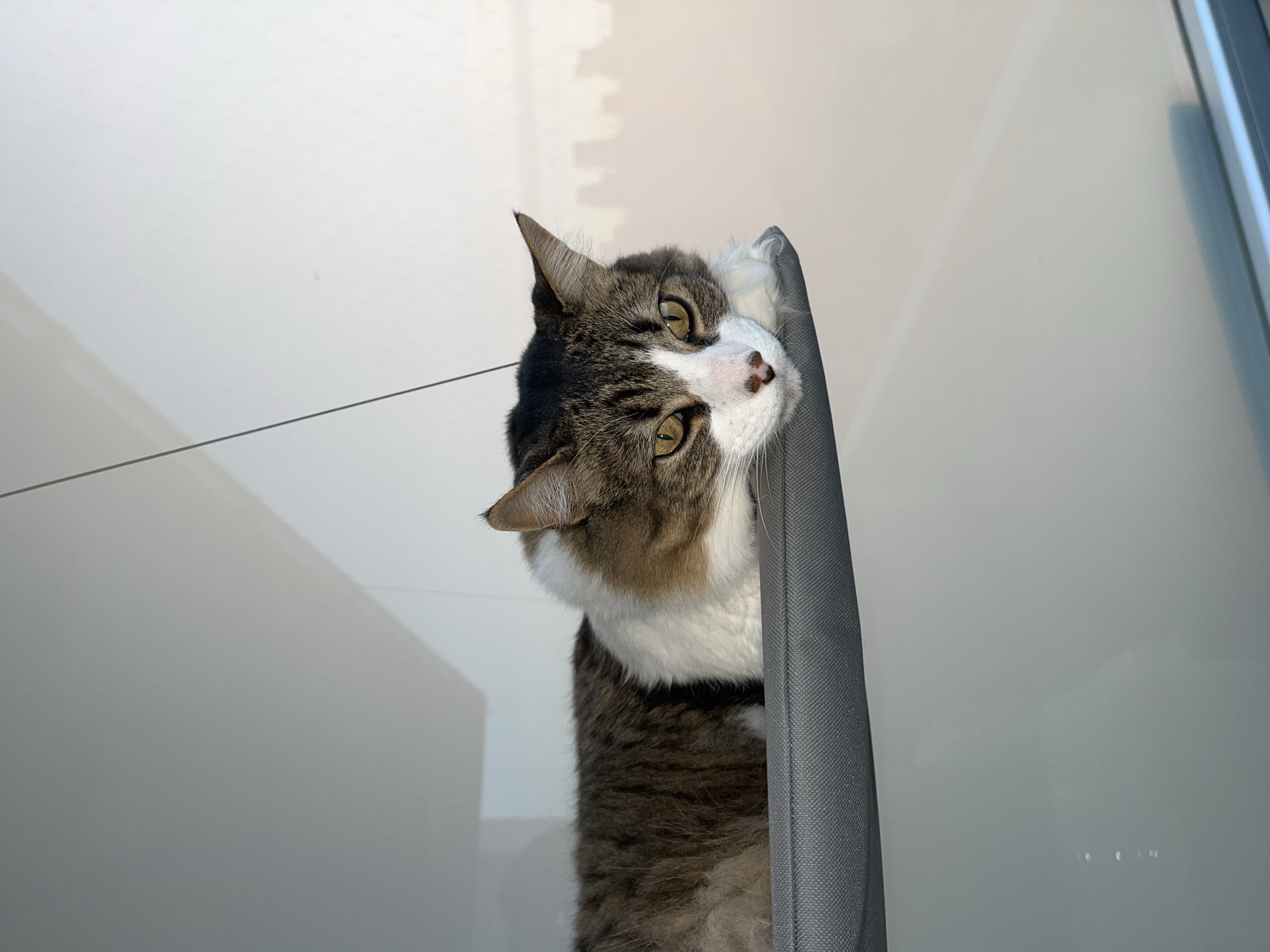 A domestic cat with tabby and white fur is captured in a bright, upward-angled shot, peeking out from behind a vertical gray fabric object, possibly a curtain or pet furniture. The cat's head is tilted slightly, with its captivating green-yellow eyes wide open and focused directly towards the camera, conveying a curious or alert expression. Its nose is a delicate pinkish-brown, framed by a prominent white blaze on its face and fluffy white fur on its chest.
The background is a clean, bright white surface, illuminated by natural light, strongly suggesting an indoor setting near a window during daytime. A thin, dark horizontal line, possibly a wire or string, is visible across the upper left portion of the frame. A notable detail in the upper right background is a subtle shadow cast on the white wall, forming a distinct silhouette resembling a cityscape. This visual cue, combined with the provided location context, hints at a view over the urban landscape of Buenos Aires, Argentina. No visible text is present in the image.
