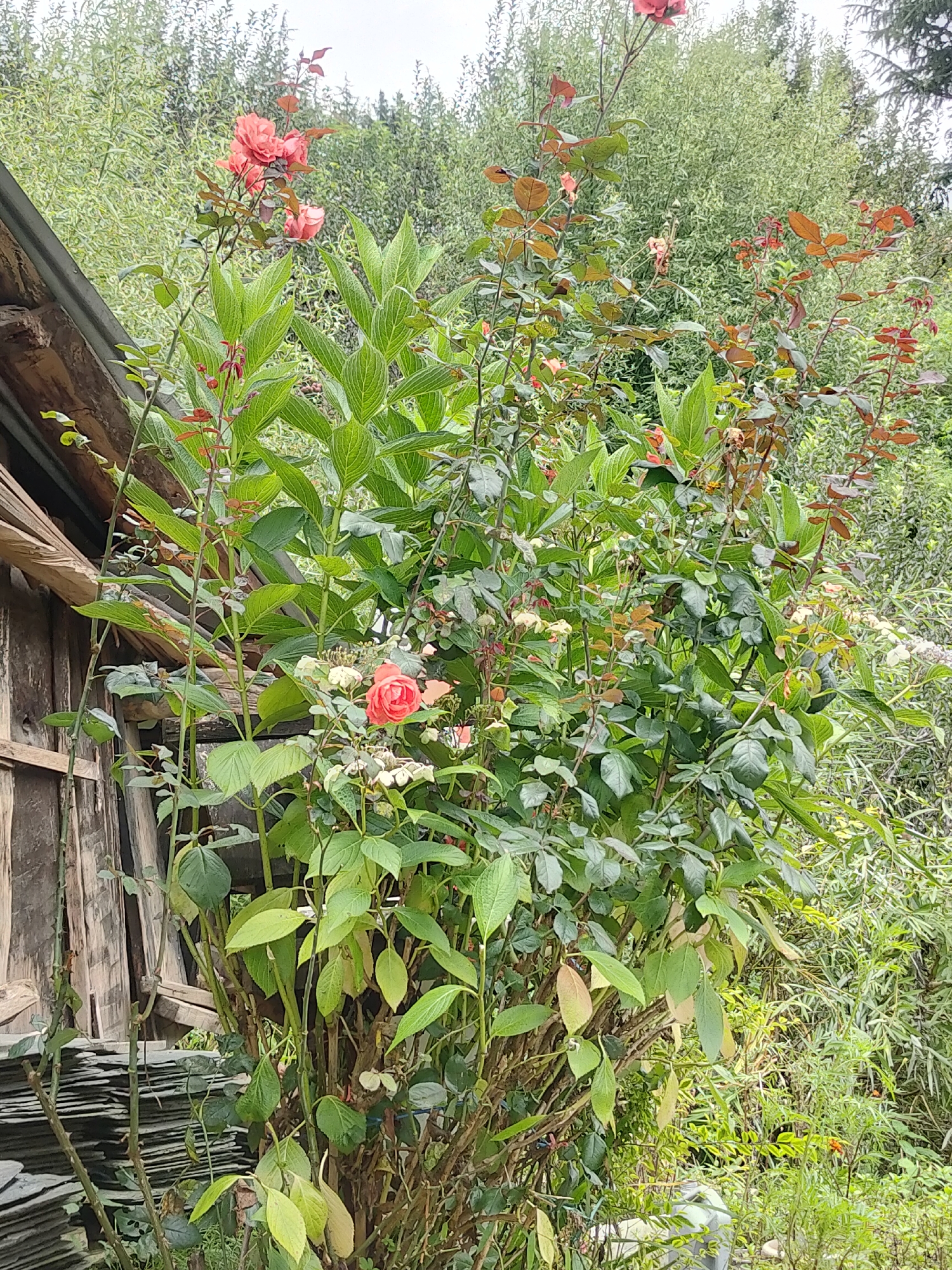 The image captures a close-up of a rose bush with several pink roses in bloom, situated next to a rustic wooden structure. The wooden structure appears to be part of a shed or outbuilding, with weathered planks visible. The rose bush is lush and green, with some of its branches bearing reddish-brown leaves. In the background, dense green foliage and trees suggest a natural, possibly wooded, environment. The sky is overcast, contributing to the soft, diffused lighting of the scene. The image is shot from a slightly low angle, emphasizing the height of the rose bush and the surrounding vegetation.