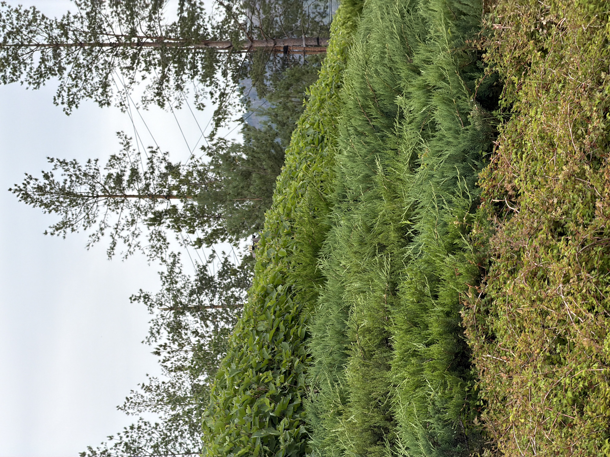 This media file is a photograph of a natural outdoor scene in Озерное (майминский), Russia. The foreground is dominated by dense green foliage, with a variety of textures and shades. On the left, there's a hedge of broad-leafed plants, appearing lush and vibrant. Adjacent to it, to the right, is a conifer tree with feathery, needle-like leaves, its branches creating a rich, green texture. Further to the right, the foliage becomes sparser and displays a mix of greens and browns, suggesting a different type of shrubbery, possibly with some dried elements or berries.
Behind the dense foreground vegetation, the background reveals tall trees, likely pines, with their slender trunks and sparse, dark green needles. These trees extend upwards, their branches partially obscuring the sky, which is overcast and pale grey. The overall lighting suggests a cloudy day, possibly in the morning or late afternoon, with diffused light. There are no people or animals visible, and no specific activity is depicted; the image focuses solely on the plant life. The setting appears to be a garden, park, or natural area with a variety of plant species. The orientation of the image is vertical. No visible text is present.