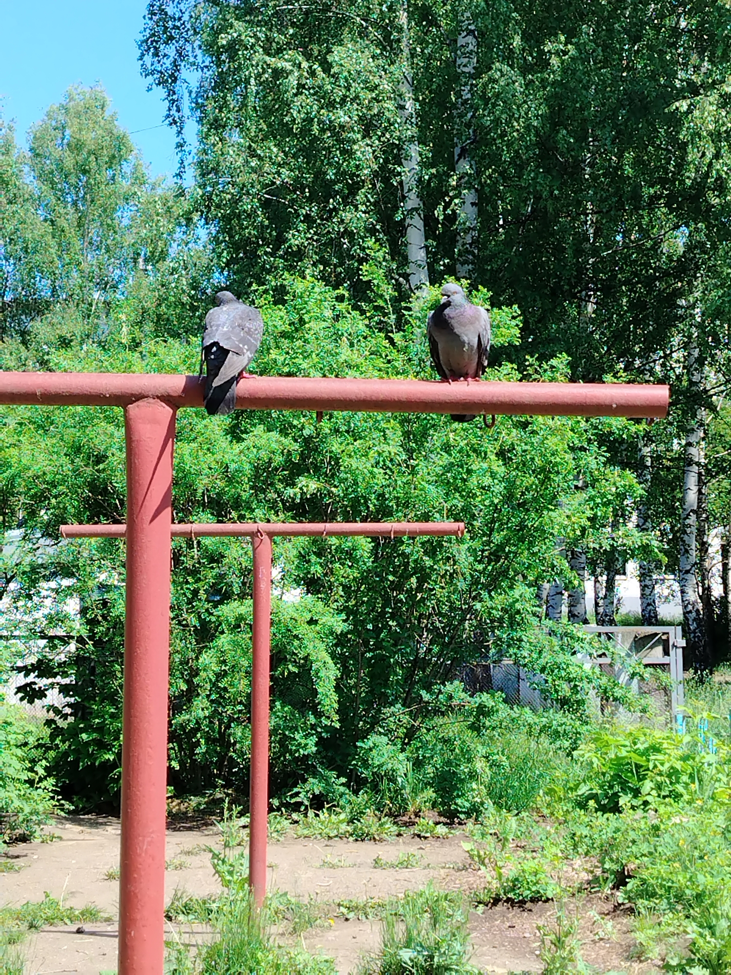This outdoor image, taken in Chaikovsky, Russia, features two pigeons perched on a reddish-brown metal structure under a bright, clear blue sky. The scene is dominated by vibrant green foliage, indicating a lush, natural environment likely during summer.
The main subjects are two common pigeons. The pigeon on the left is positioned with its back mostly to the viewer, showing dark grey and black feathers on its body and tail, and appears to be looking towards the left. The pigeon on the right faces left but its head is turned slightly towards the viewer, revealing subtle iridescent greens and purples on its neck and a grey head. Both birds are resting comfortably on the horizontal bar of the structure.
The metal structure consists of several rusty, reddish-brown painted poles. A prominent horizontal bar in the foreground supports the two pigeons, held up by a vertical pole on the left. Another, lower horizontal bar is visible further back, indicating a multi-tiered or extended frame, possibly a clothesline or an old fitness bar. The paint on the metal is worn in places, suggesting age.
The background is filled with abundant greenery, primarily dense bushes and tall trees with light green leaves. Several birch trees with their characteristic white bark are visible through the foliage, especially on the right side of the image. The ground below the structure is a mix of bare earth and patches of green grass and weeds. The strong sunlight casts clear shadows, suggesting it is midday or early afternoon. No human activity or visible text is present. The overall atmosphere is tranquil and natural.
