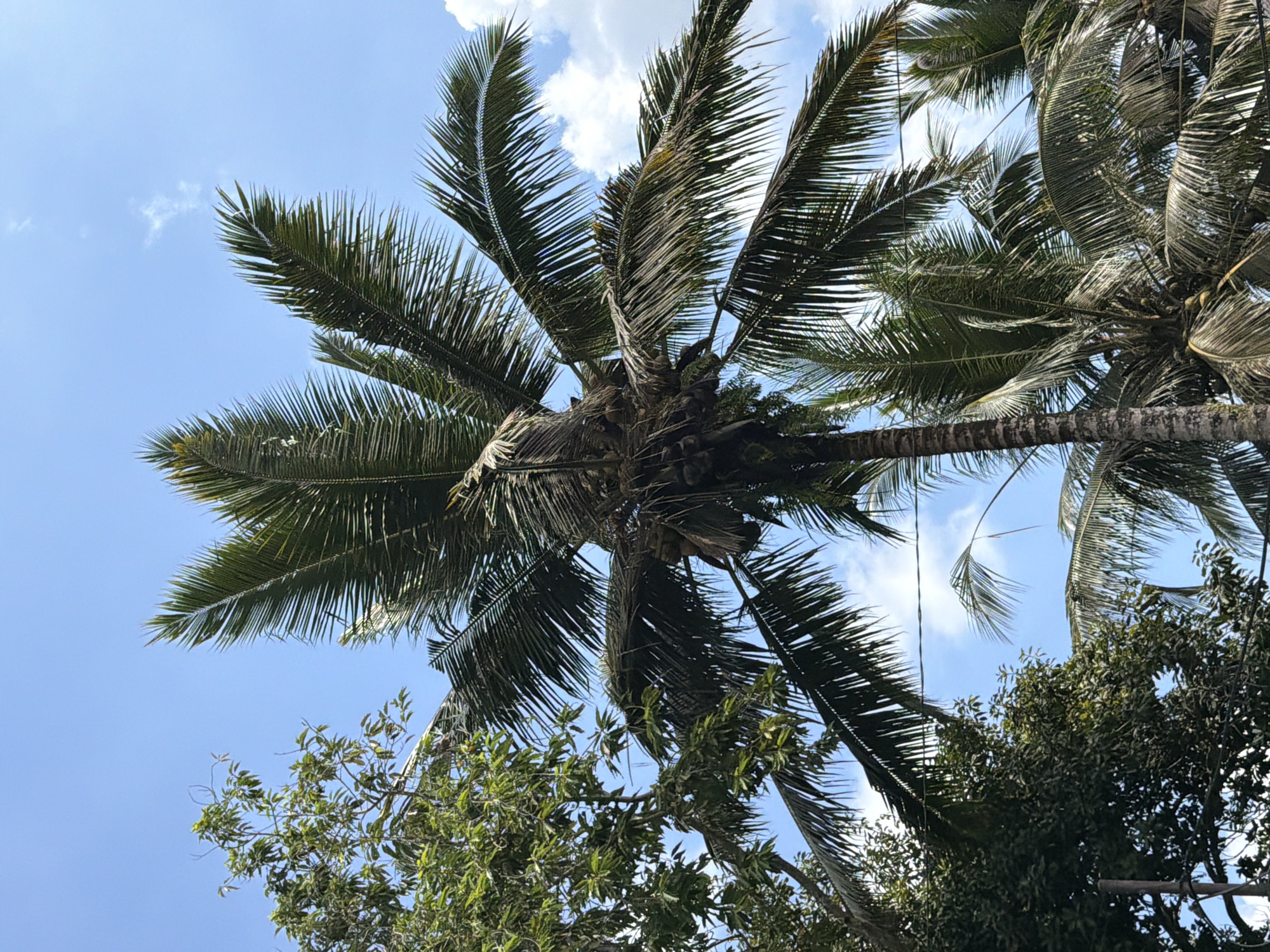 The photograph shows a low-angle view of a lush green coconut palm tree against a bright blue sky with scattered white clouds. The palm tree is laden with coconuts, visible clustered around its trunk. To the left of the coconut palm, another tree with dense green foliage is present. Power lines are visible crisscrossing the sky. The image was taken in Tampaksiring, Indonesia.