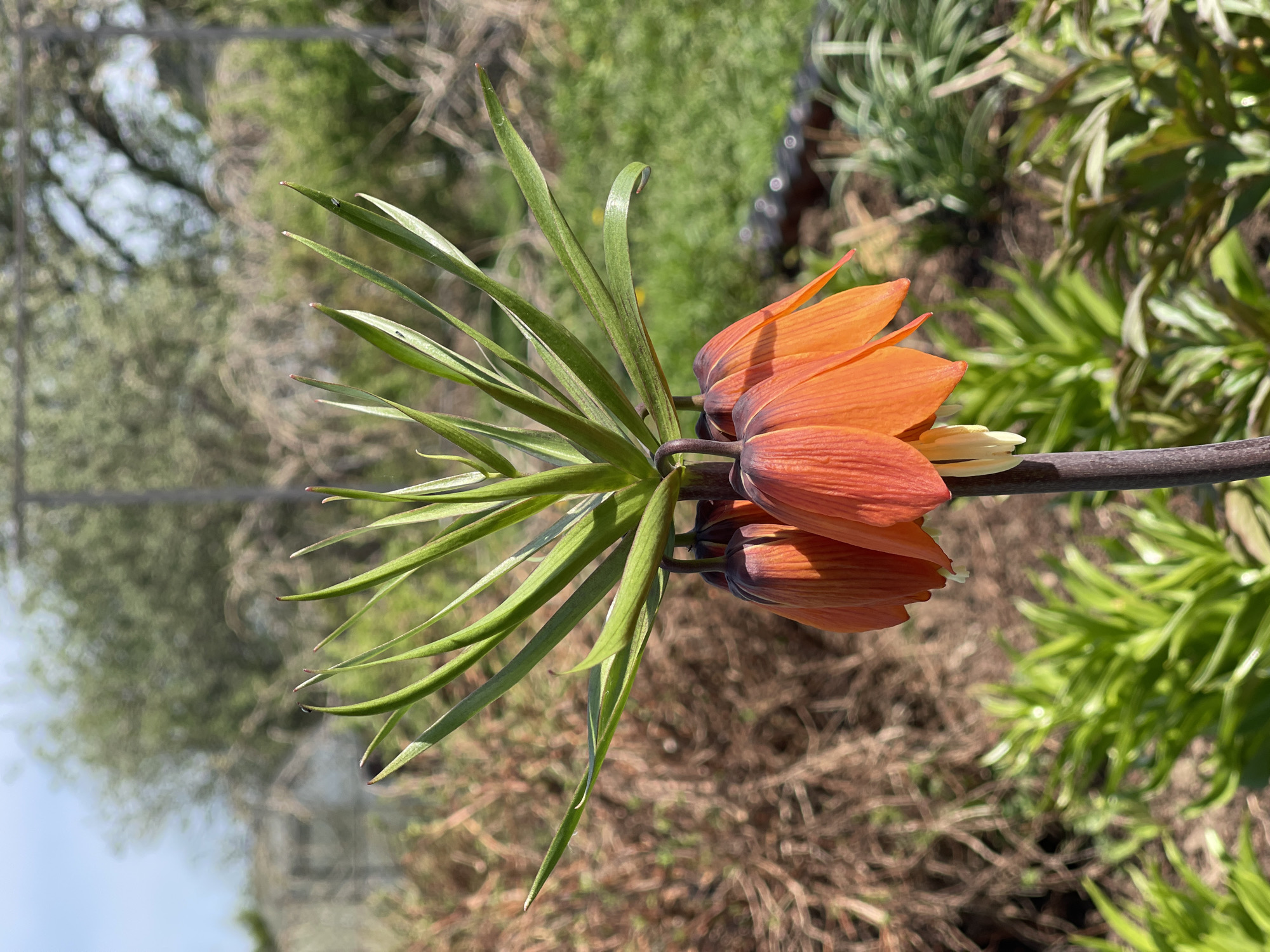 The image depicts an orange Fritillaria imperialis flower in Перевозное, Russia. The flower has a ring of downward-facing orange petals and a crown of green leaves pointing upwards. The stem is brown and positioned horizontally. The background includes blurred foliage and a glimpse of the sky. The ground appears to be covered with dry leaves and other plants.