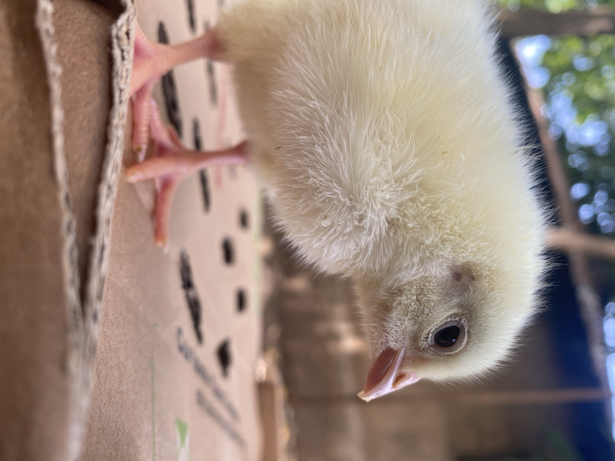 The image presents a close-up, vertical shot of a fluffy, light yellow chick, likely a few days old, captured in Maigizo, Nigeria. The chick dominates the frame, positioned with its head oriented downwards and to the right. Its body is covered in soft, delicate down feathers, with a few tiny dark specks visible on its plumage.
The chick has a small, light pinkish-brown beak that is slightly open, revealing its nostrils. A dark, round eye is clearly visible, reflecting some light, and appears alert. Above the eye, a faint, slightly reddish patch is noticeable. Its pinkish, scaled feet, complete with distinct toes and small claws, are visible at the upper left corner of the frame, suggesting the chick is either standing or balancing on the edge of a surface. One toe has a small brownish mark.
The chick is situated within or on the edge of a corrugated cardboard box, which forms the left side and foreground of the image. The cardboard shows visible texture and some faint, dark markings, possibly print or smudges. The background is softly blurred, displaying out-of-focus green foliage and bright patches of light, indicating an outdoor or naturally lit setting during daytime. No legible text is visible in the image. The scene captures the chick seemingly exploring its immediate cardboard surroundings.