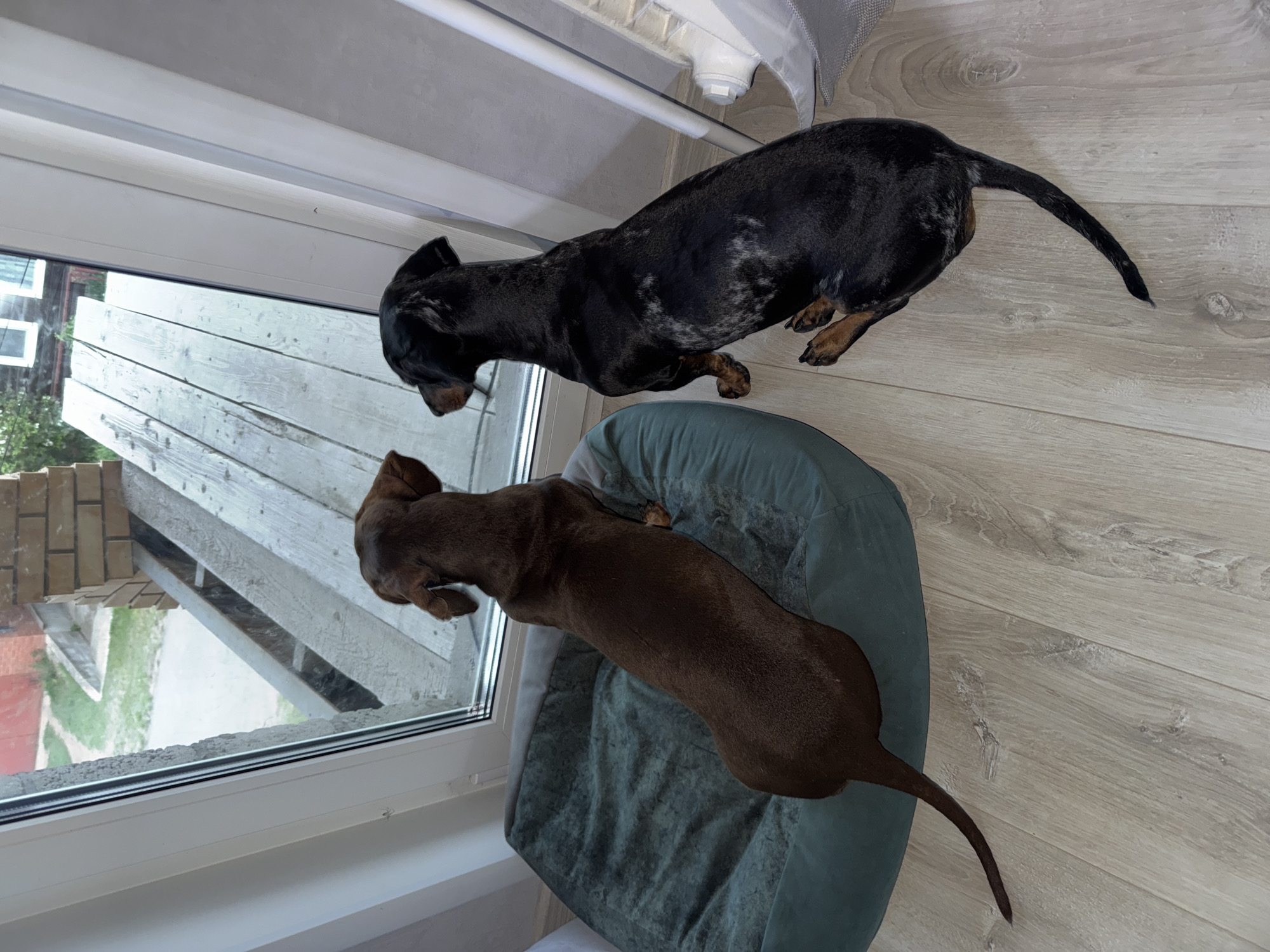 This image, captured in Chaikovsky, Russia, presents an indoor scene featuring two dogs observing an outdoor environment through a window. The perspective is an elevated, downward-angled shot.
Two short-legged dogs, identified as Dachshunds, are positioned in front of a large, white-framed window. The dog on the left is solid dark brown, seated on a plush, oval-shaped teal or dark green dog bed. The dog on the right exhibits a black coat with mottled grey and white dapple markings and is seated directly on the light-colored wooden plank flooring. Both dogs are viewed from behind, with their heads oriented towards the window, indicating an action of observing the exterior.
The indoor setting includes light-toned wooden laminate flooring. To the far right of the image, a vertical white fixture, possibly a radiator or part of a window frame, is partially visible alongside a translucent white curtain.
The outdoor environment visible through the window features a structure of weathered wooden planks in the foreground, sloped downwards from left to right. To the left of this structure, a light-colored path traverses green grass, leading towards a reddish-brown building. To the right of the wooden planks, a brick column or pillar is present. Distant trees and foliage are discernible in the background, with the white frames of windows from another building visible through the greenery. The sky appears overcast. No human subjects are depicted in the scene.