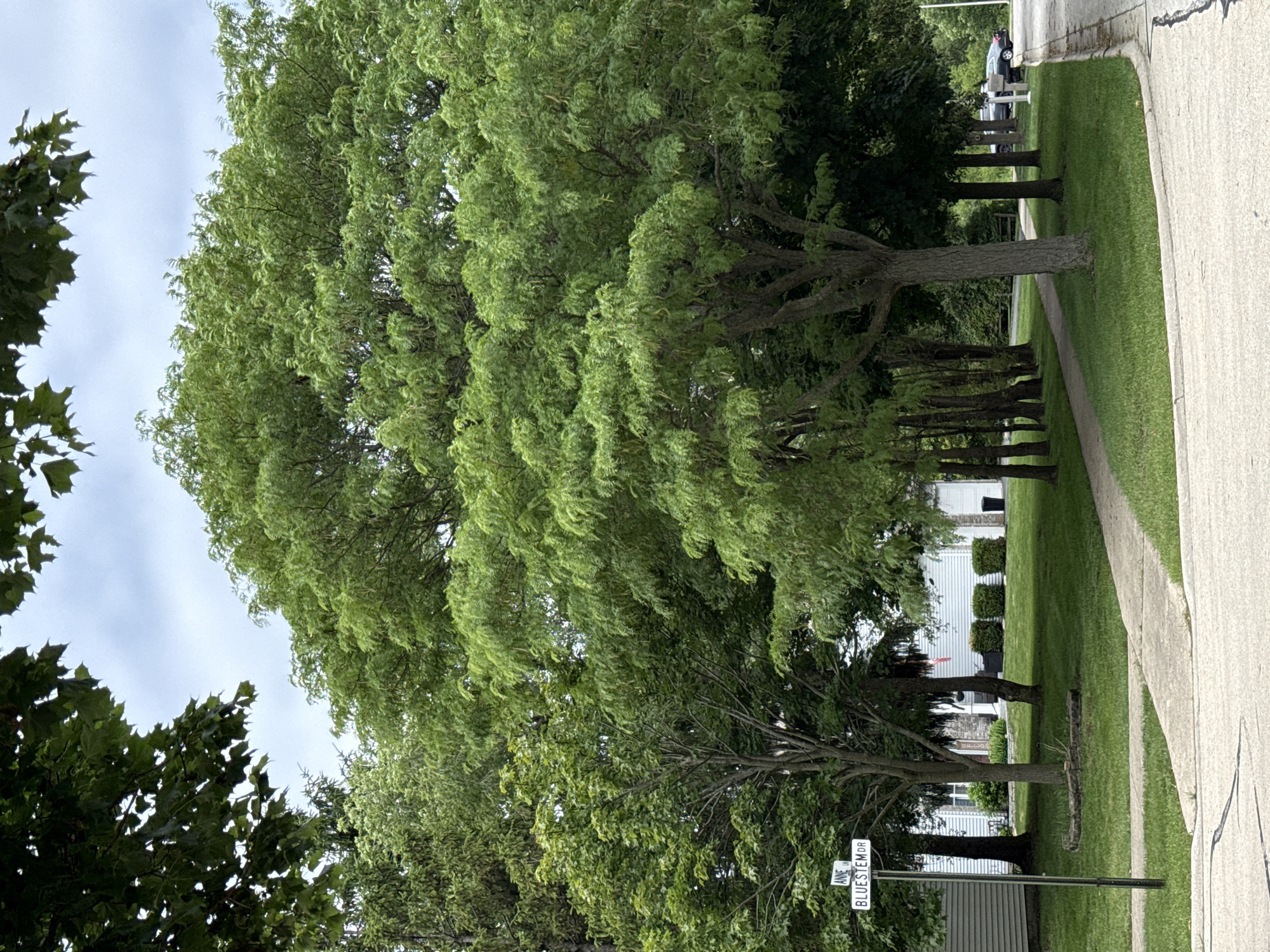 The image depicts a street scene in Bolingbrook, United States of America. The view is at street level, looking down a paved sidewalk that curves to the right. On the left side of the sidewalk, there is a street sign that reads "ANNE LN" and "BLUESTEM DR". A grassy lawn surrounds the sidewalk, with several trees of varying sizes and foliage densities. In the background, residential houses with garages are visible. The sky is overcast with clouds.