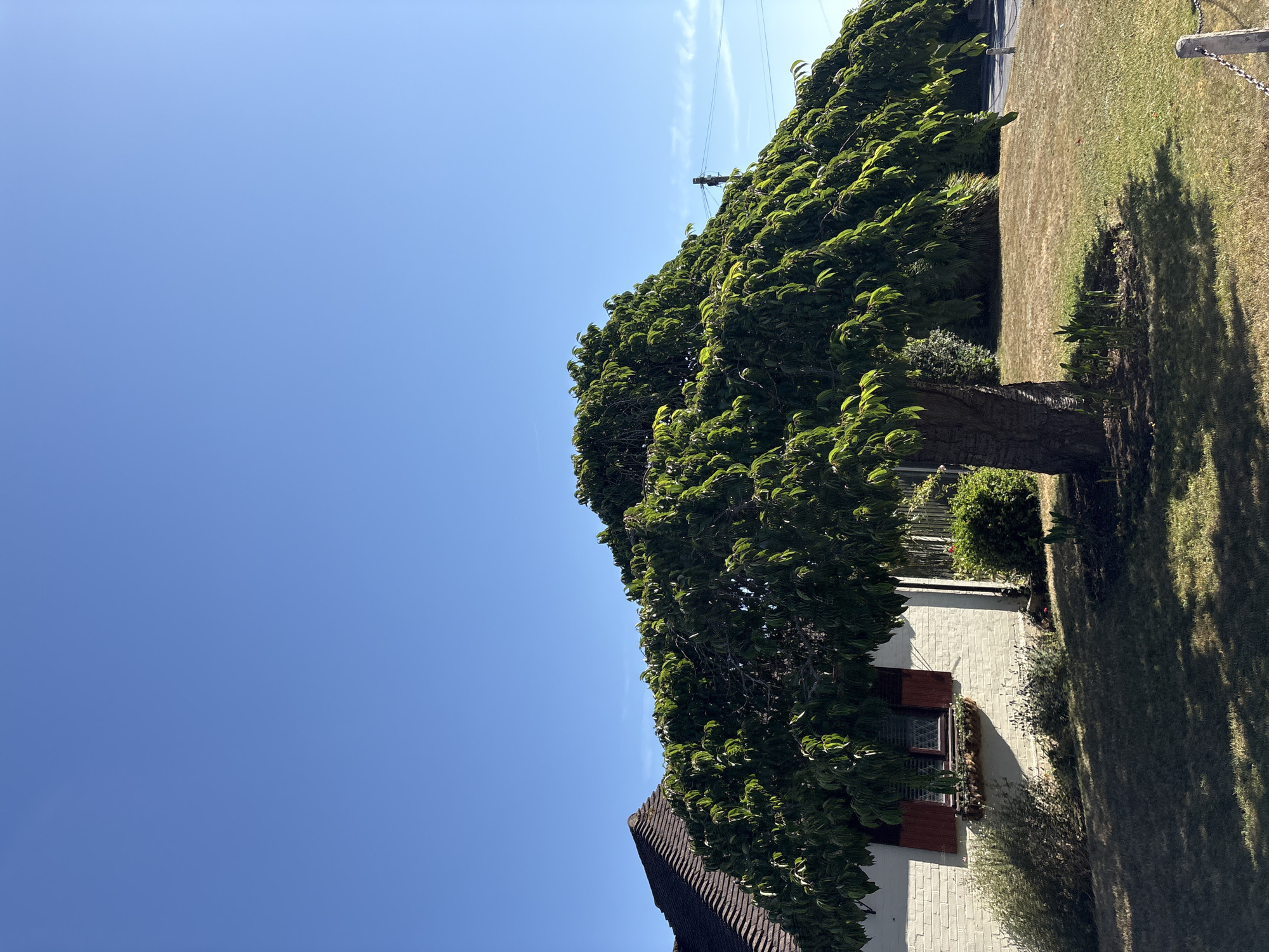 The image depicts a large, leafy tree with branches that droop downwards, creating a wide, rounded canopy. The tree is situated in a grassy yard in front of a white-brick house with a dark, textured roof. A window with red shutters is visible on the side of the house. The sky is a clear, bright blue, with a few faint wisps of clouds. There are also power lines and a utility pole visible in the distance. The overall scene suggests a sunny day in a residential area, possibly in Chelmsford, United Kingdom, given the architectural style and the presence of mature trees.
