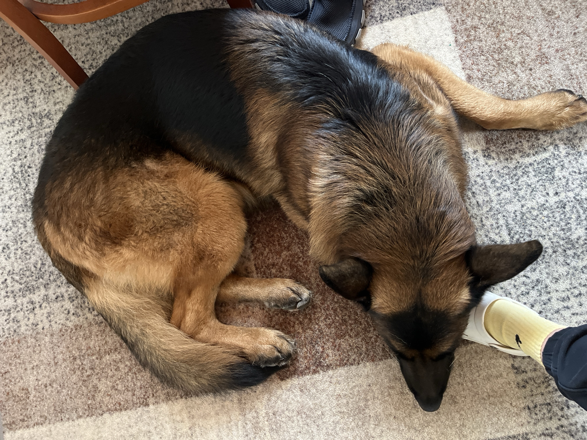 A German Shepherd dog is lying on a patterned rug. The dog is curled up, with its head near a person's foot. The person is wearing a white shoe and a yellow sock. A chair leg is visible in the upper left corner of the image, and a dark shoe is near the dog's back. The rug is beige and brown with a geometric pattern. The photo was taken indoors. There is no information about the location in the city of Kranevo, Bulgaria, in the image.