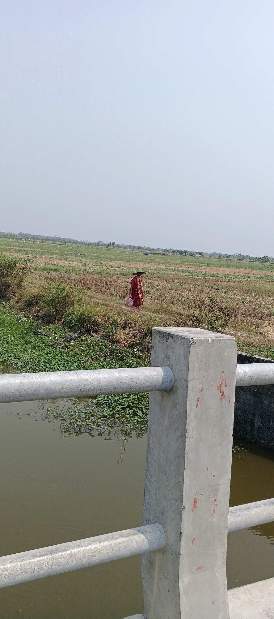 The image depicts a rural landscape, likely in or near Guci, Indonesia, characterized by a vast, open field under a clear, pale sky. In the middle ground, a person wearing a red garment and a wide-brimmed hat walks across a harvested field, carrying a bag. The field appears to be a cultivated area, possibly rice paddies, with dry stubble visible. In the foreground, a concrete structure with a metal railing runs horizontally across the frame, partially obscuring a body of water. The water is calm and reflects some of the surrounding vegetation, which includes green aquatic plants. The overall scene suggests a peaceful, agricultural setting on a bright day.