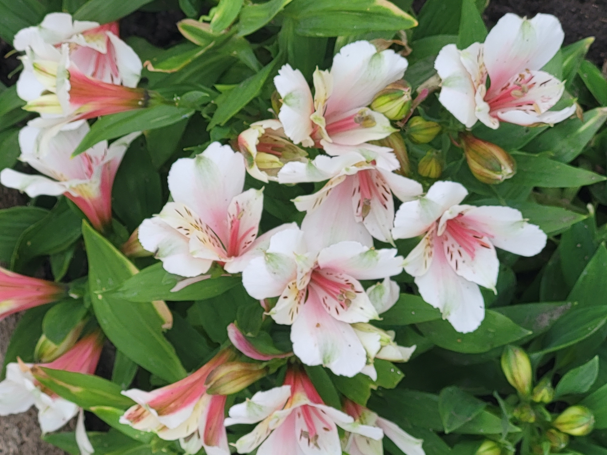 A high-angle medium shot captures a cluster of white Alstroemeria flowers with pink and green accents, set against a backdrop of dark green foliage. Several blossoms are open, revealing delicate petals with dark speckles and pink streaks radiating from the center. Some of the flowers are partially closed or in bud form, displaying a greenish hue. The environment appears to be an outdoor garden setting, with the flowers in full bloom. The lighting suggests it is daytime, but the specific time of day is not discernible. The image does not contain any people or discernible city-specific landmarks, making its location as Unknown, Unknown.