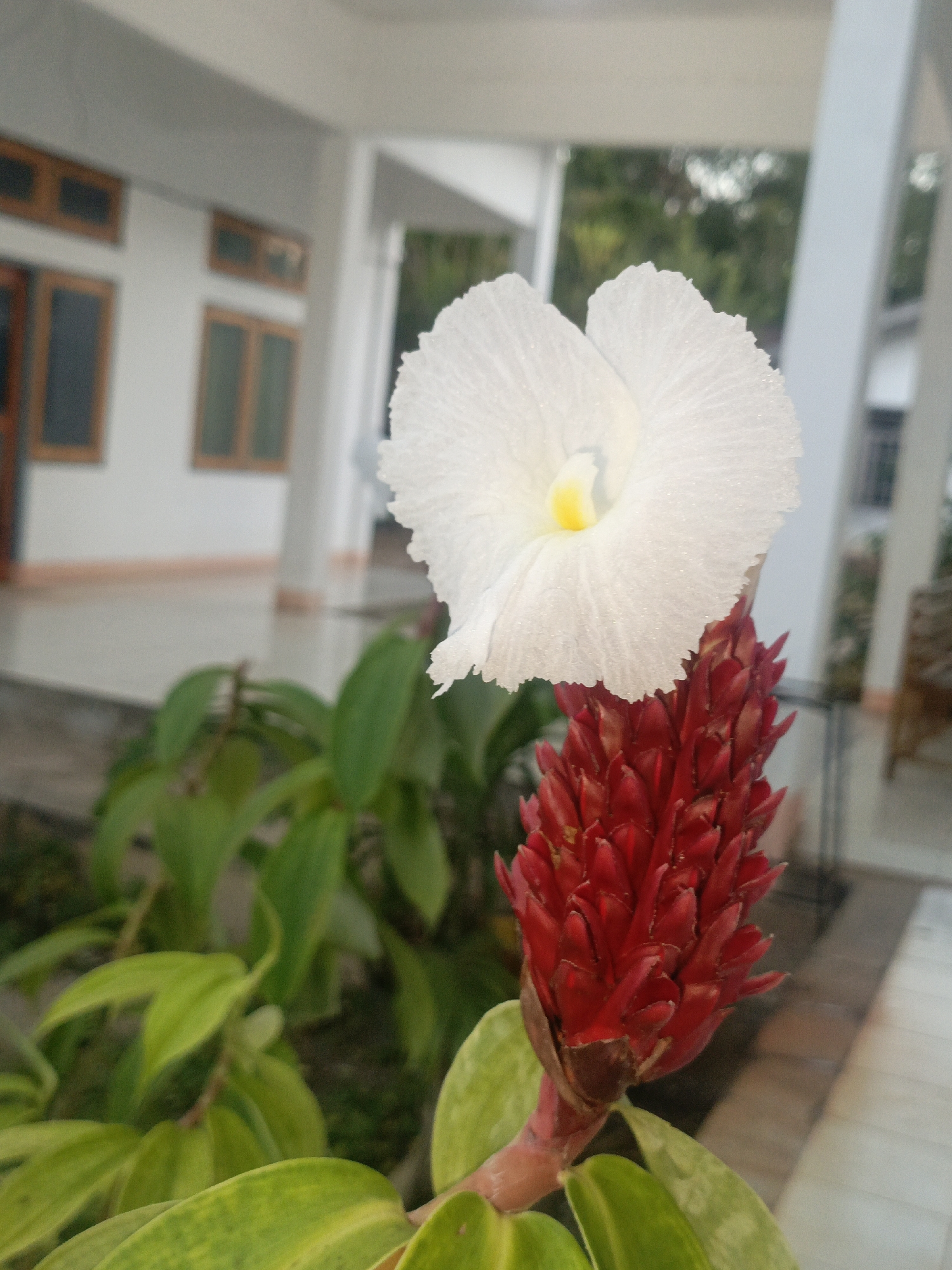 A close-up, medium shot captures two flowers of a plant with a bright red, cone-shaped inflorescence and a single white, delicate bloom. The white petal is ruffled and appears to be textured with tiny, crystalline structures, possibly dew drops or fine hairs. A hint of yellow is visible at the center of the white flower. The red inflorescence is composed of numerous tightly packed, pointed bracts. The leaves of the plant are a vibrant green with some lighter green variegation, and they are softly blurred in the foreground. In the background, a building with white walls and wooden-framed windows suggests an outdoor setting, possibly a veranda or patio area. The blurred architecture and soft lighting indicate the scene is likely located in a tropical or subtropical environment. The specific location of Solor Barat, Indonesia is associated with the visual elements of the tropical flora and the style of the building.