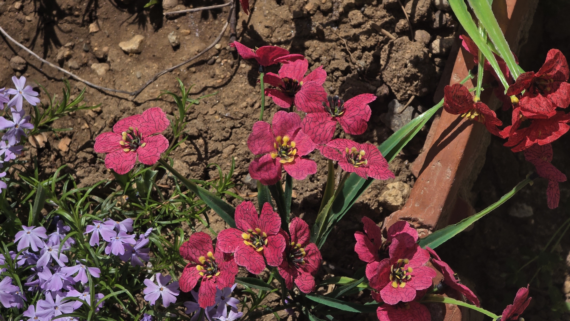 The image presents a close-up, top-down view of a garden or outdoor area, showcasing a mix of natural and artificial flowers under bright sunlight in Blagoevgrad, Bulgaria.
The scene is dominated by two types of flowers. On the left and lower-left, a dense cluster of small, five-petaled purple flowers with green foliage blankets the ground, likely creeping phlox. Interspersed among these and extending across the mid-ground to the right are numerous vibrant red flowers. These red flowers appear to be artificial, made from a textured fabric with a visible woven pattern on their petals, and feature distinct yellow centers that mimic stamens and pistils. Their accompanying green stems also seem artificial.
The ground consists of dry, light brown soil with various small rocks and debris. Strong, sharp shadows cast by the plants and a partial reddish-brown brick structure on the right side of the frame indicate a clear, sunny day. The sunlight highlights the textures of the flowers and the ground. No people or specific activities are depicted; the image is a static capture of the floral arrangement. No visible text is present in the image.