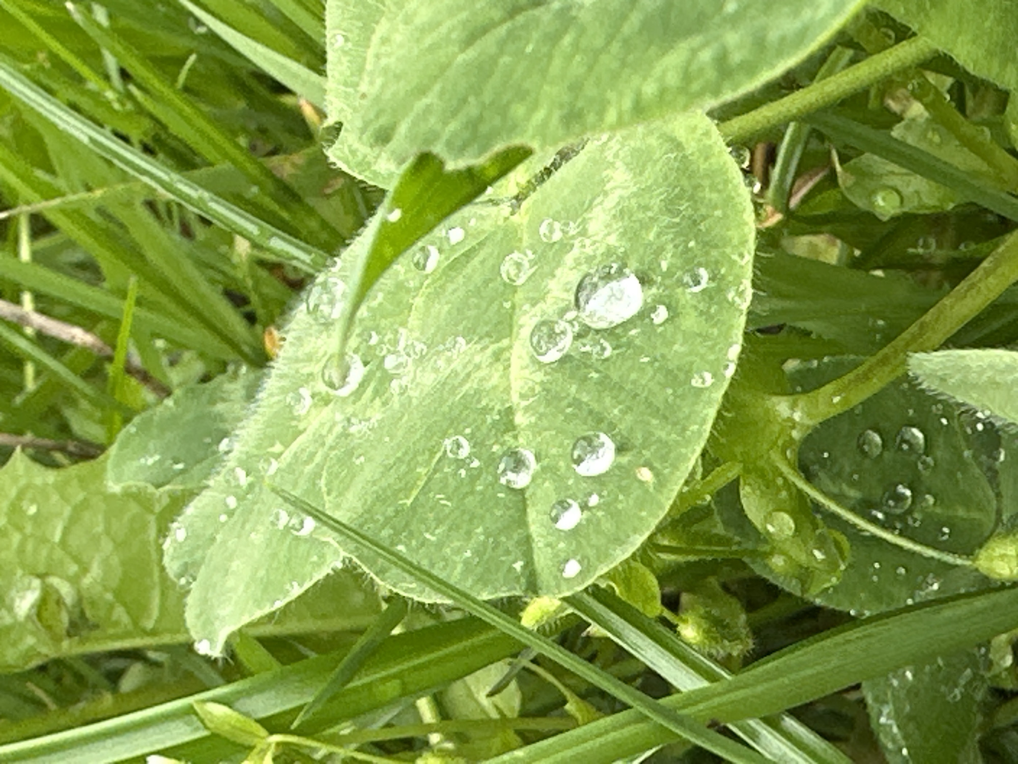 The image shows a close-up view of green vegetation, likely a lawn or grassy area. The focus is on a clover leaf adorned with numerous water droplets. The droplets vary in size and are scattered across the leaf's surface. Blades of grass intermingle with the clover, and other unidentified green foliage provides a backdrop. The environment appears dewy or recently rained upon. The location is unspecified.