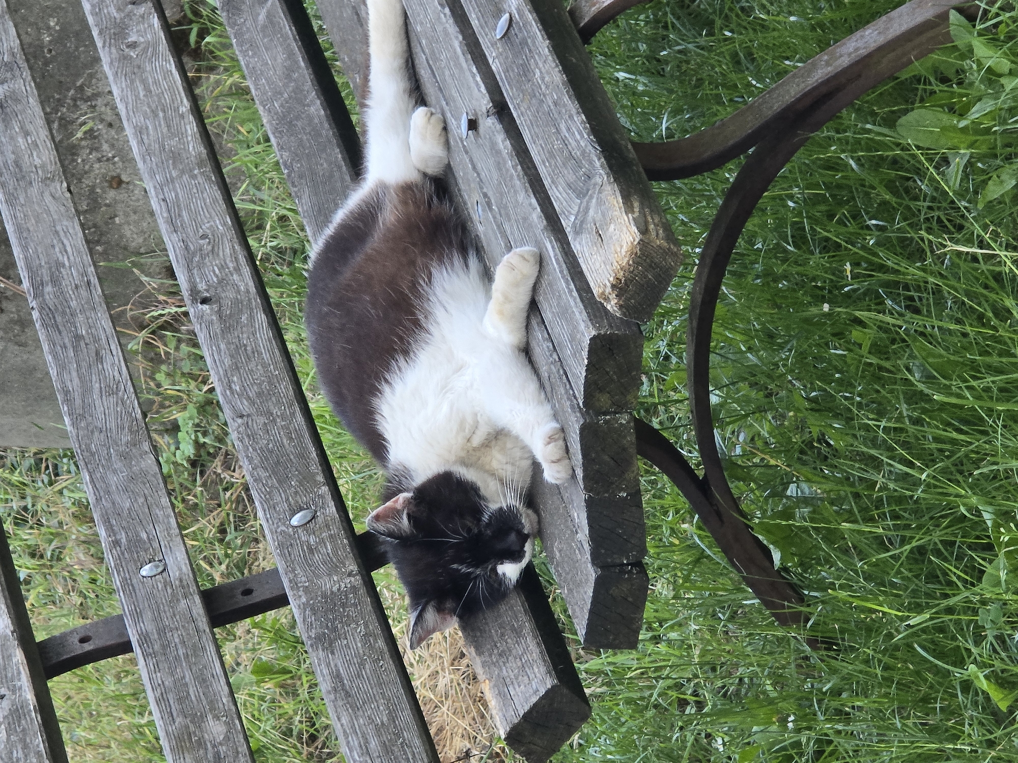 In Kostelec na Hané, Czechia, a black and white cat is asleep on a weathered wooden park bench. The bench is comprised of several wooden planks, supported by dark metal legs. The cat is positioned on its side, with its head resting on one of the planks and its paws extended. The bench is surrounded by lush green grass.