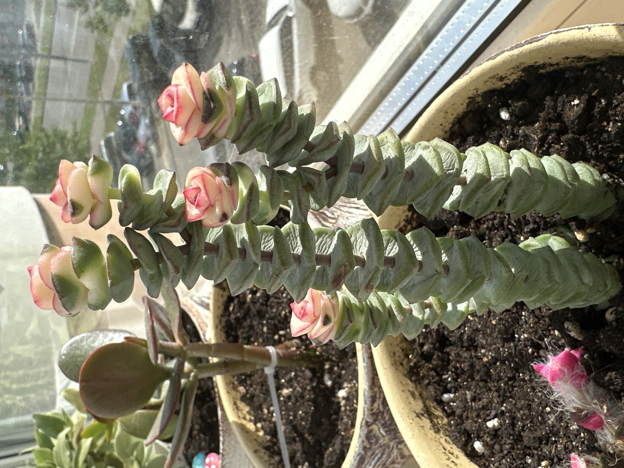 In Podolsk, Russia, on a sunny windowsill, a collection of succulents thrives. The main focus is on a Crassula 'Campfire' with vibrant red and green foliage, positioned in a light-colored planter filled with dark soil. Adjacent to it, a Crassula stackeyi, also known as Pagoda Plant, displays its distinctive layered growth. Each segment of the stackeyi is adorned with small, rose-like blooms that exhibit a gradient of pink and green hues. The plants are situated on a windowsill, with a blurry view of a street scene visible through the glass, suggesting an urban environment.