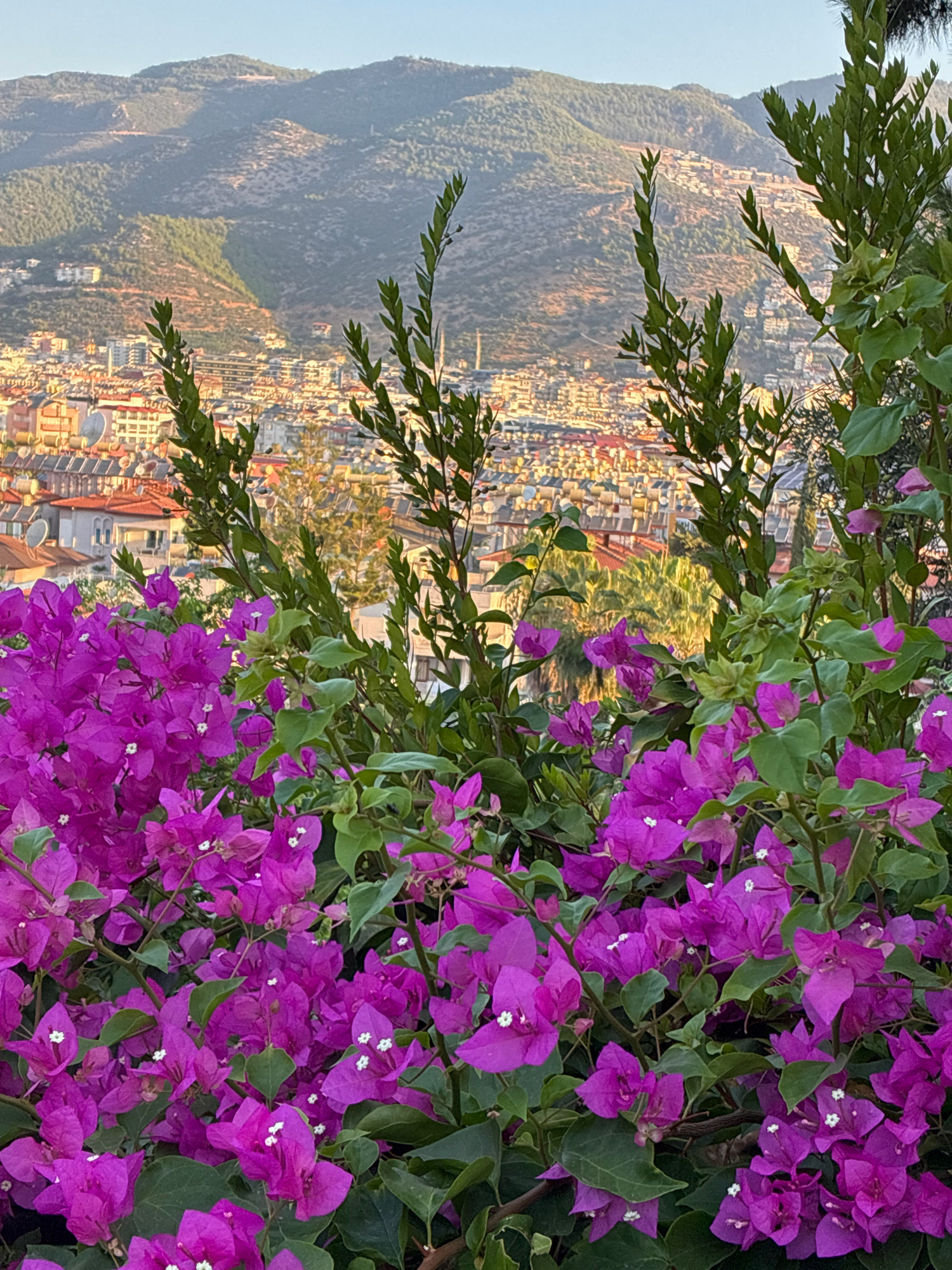 In Alanya, Turkey, a vibrant foreground of fuchsia bougainvillea flowers and lush green leaves dominates the scene, obscuring much of the midground. Beyond the flora, a sprawling cityscape unfolds, characterized by a dense collection of buildings with red-tiled roofs and white facades. Sunlight glints off numerous satellite dishes scattered across the rooftops. Towering, verdant mountains form the backdrop, their slopes dotted with more buildings and textured with shadows cast by the late afternoon sun. The sky is a clear, soft blue, blending into the hazy atmosphere.