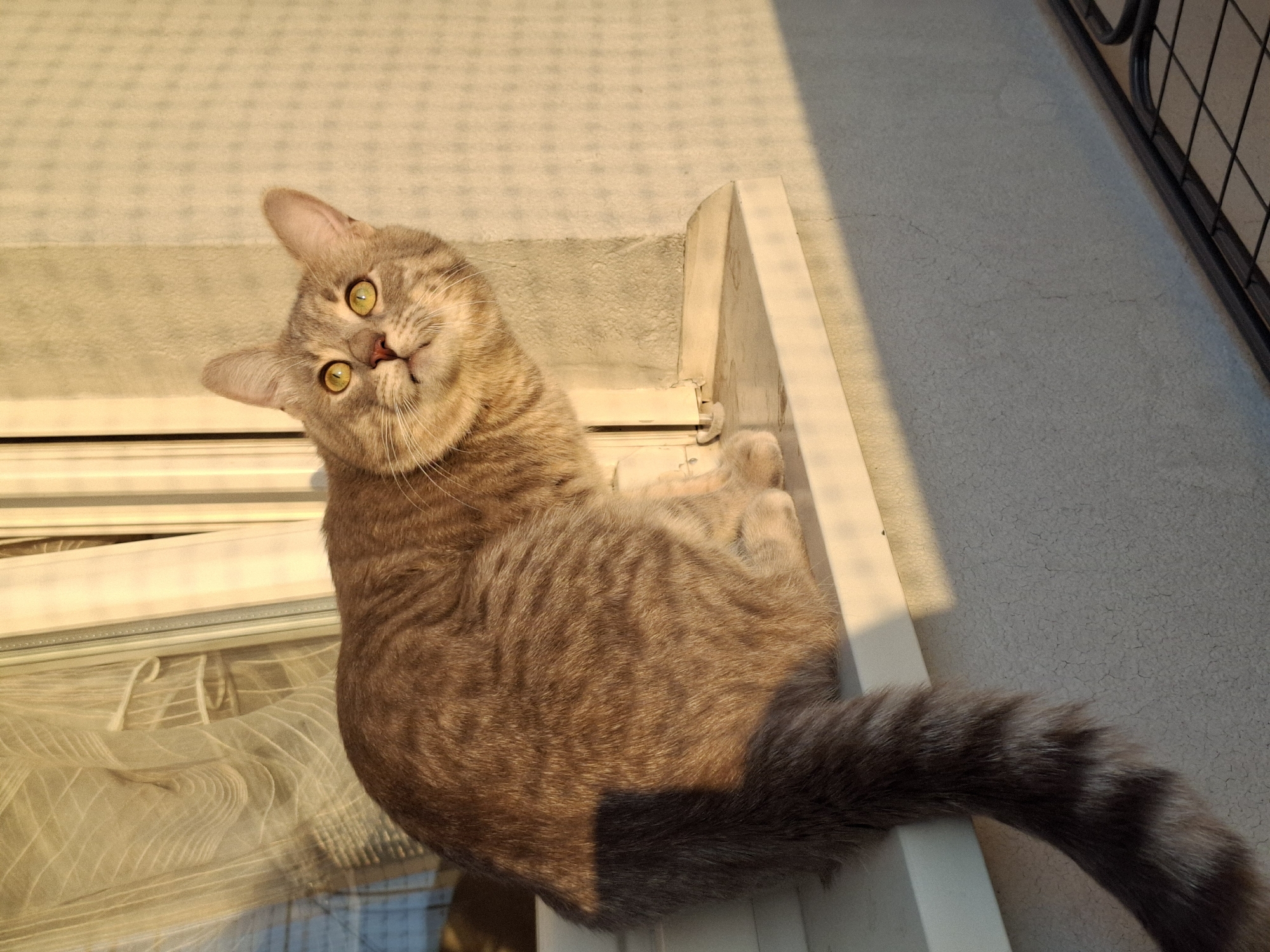 A tabby cat with yellow eyes is sitting on a white window sill. The cat is tilting its head and looking directly at the camera. Part of a window with light-colored blinds is visible to the left. A light-colored wall and part of a metal balcony railing are visible behind the cat. Strong sunlight is visible on the wall to the right of the cat. The location is in Novi Sad, Serbia.