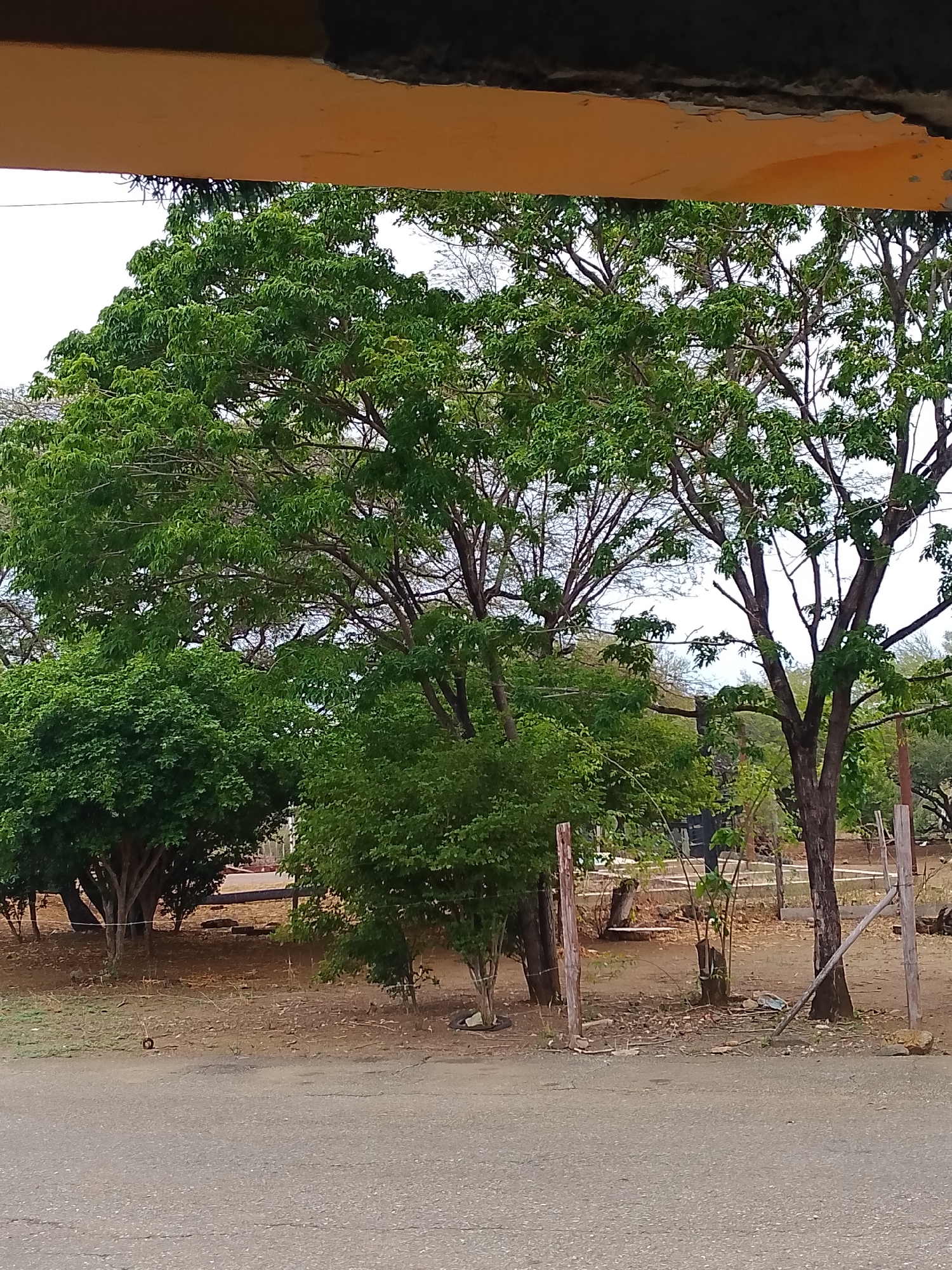 This image depicts an outdoor scene with lush green trees and dry, dusty ground. A paved road is visible in the foreground, with a light-colored overhead structure partially obscuring the top of the image. The background shows more vegetation, including smaller trees and bushes, as well as some wooden posts and a dark structure that could be a building or fence. The overall impression is of a semi-arid environment with abundant plant life.