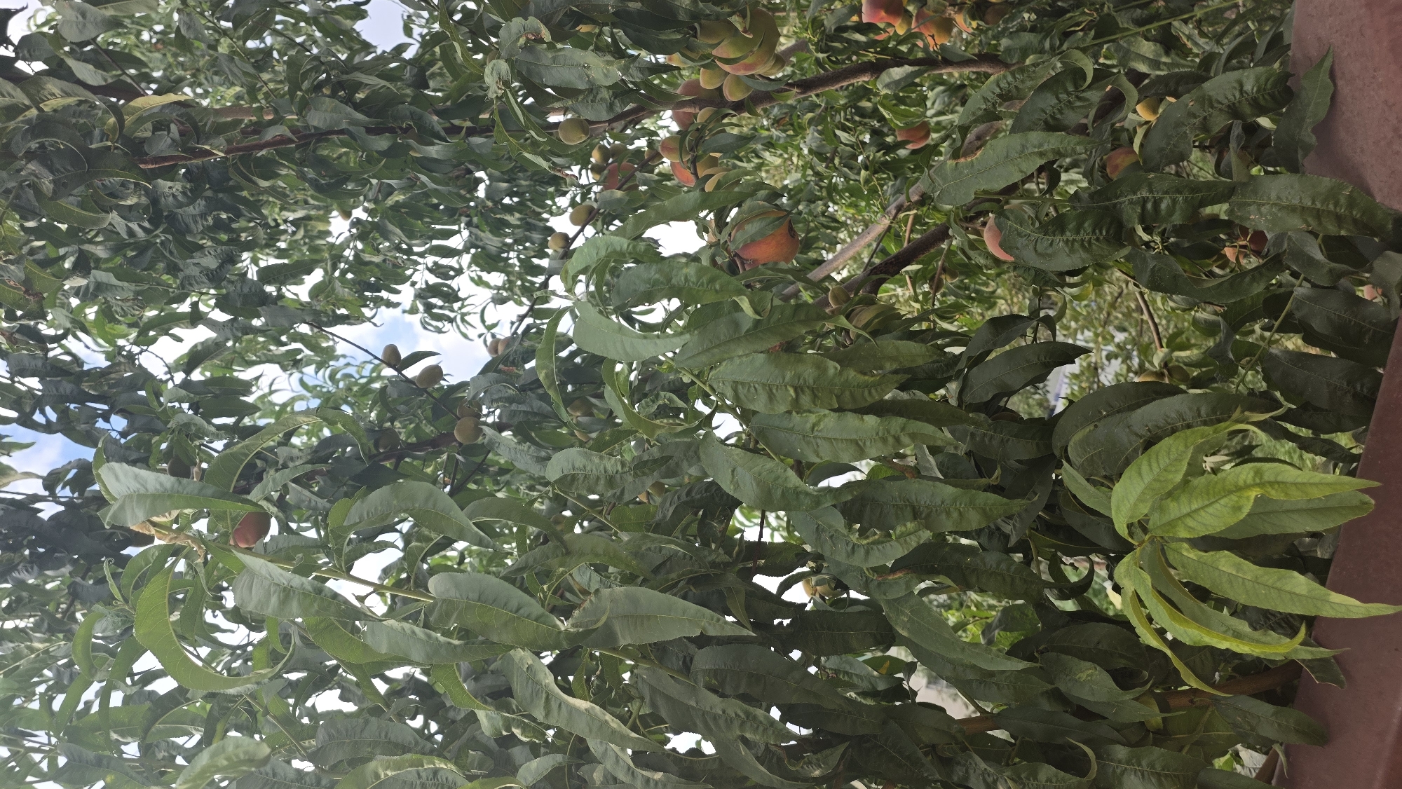 A peach tree is laden with ripening fruit in Chuy, Kyrgyzstan. The branches are thick with dark green leaves, some of which are curled and yellowed. The peaches themselves range in color from green to blush and red. The tree is heavy with fruit, with clusters of peaches visible throughout the frame. The background is filled with more foliage and a glimpse of the sky.