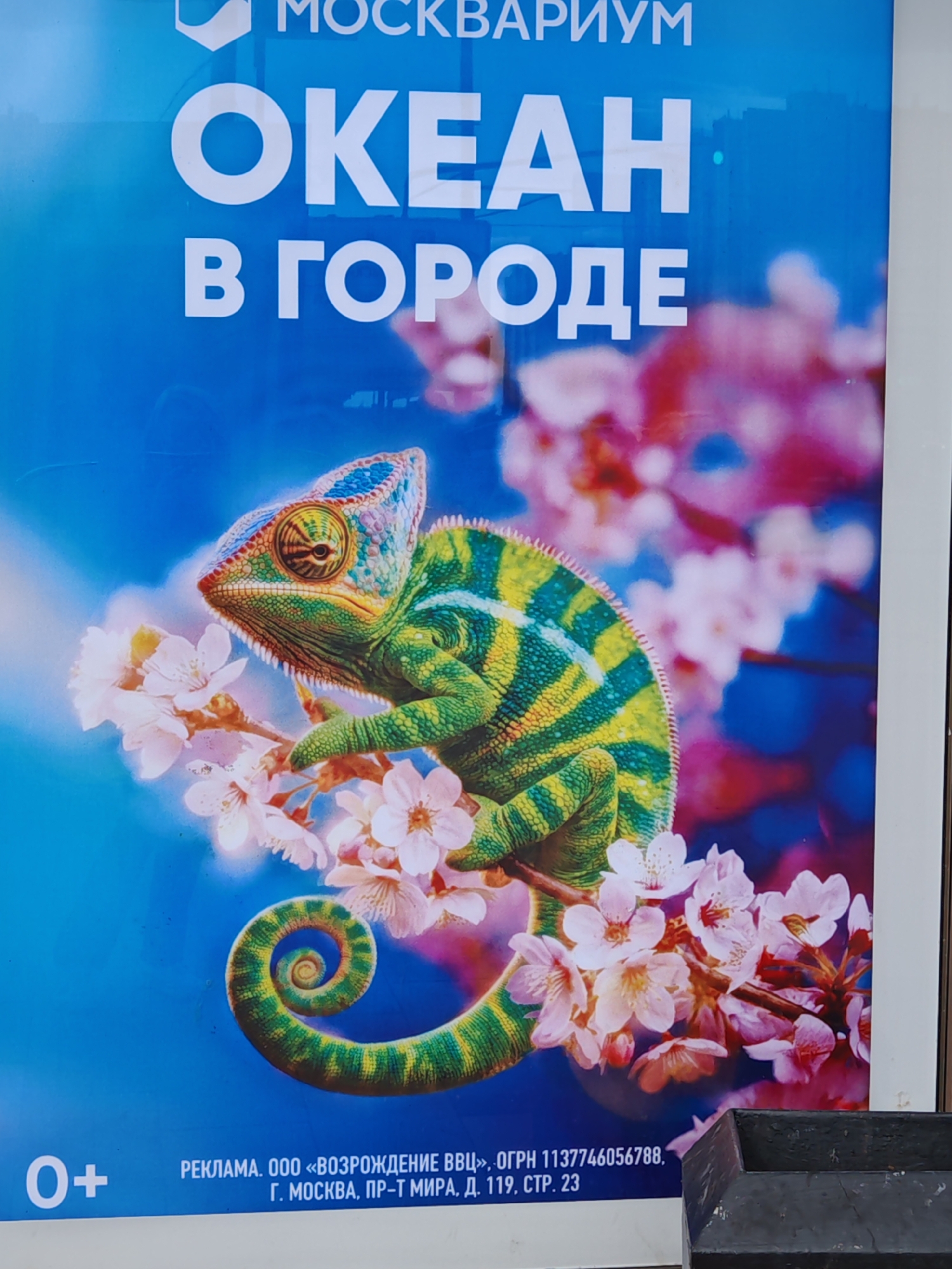 This is a vertical media file, likely a poster or advertisement, featuring a vibrant and colorful image. The dominant subject is a chameleon perched on a branch adorned with delicate pink cherry blossoms. The chameleon is depicted in detail, showcasing its intricate patterns of green and yellow scales, and its colorful head with large eyes. The background is a deep blue, with blurred hints of pink and red suggesting more blossoms or foliage.
Prominently displayed at the top of the image are large, white sans-serif letters in Russian: "ОКЕАН В ГОРОДЕ" which translates to "OCEAN IN THE CITY". Above this, in smaller text, is "МОСКВАРИУМ", identifying the location as "Moskvarium". At the bottom left, there's a white "0+" icon. To the right of the icon, in smaller white text, is "РЕКЛАМА. ООО «ВОЗРОЖДЕНИЕ ВВЦ», ОГРН 1137746056788, Г. МОСКВА, ПР-Т МИРА, Д. 119, СТР. 23", which contains advertising information, including the company name, registration number, and address in Moscow.
The overall impression is one of a visually striking advertisement, likely for an aquarium or related attraction, aiming to capture attention with its exotic subject matter and bold typography. The combination of the chameleon and cherry blossoms creates a unique and memorable visual.