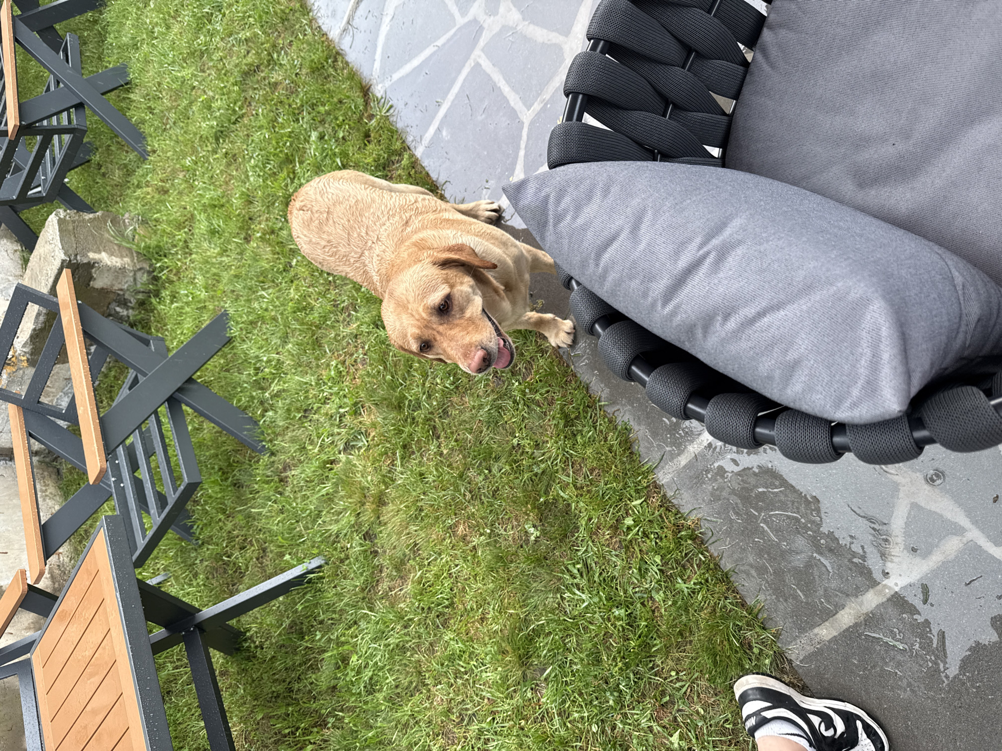 A tan Labrador retriever, wet and panting, stands on a wet stone patio adjacent to a grassy area. The dog is looking towards the viewer with its mouth open and tongue out. In the foreground, a section of a dark woven chair with a grey cushion is visible. To the left, a person's foot wearing a black and white sneaker is also visible on the wet patio. In the background, a wooden and metal outdoor table and chairs are set up on the grass. The scene appears to be an outdoor seating area, possibly in a backyard or garden. The presence of wet surfaces suggests it has recently rained. While the specific location of Dilijan, Armenia is mentioned, there are no visual cues in the image to confirm this.