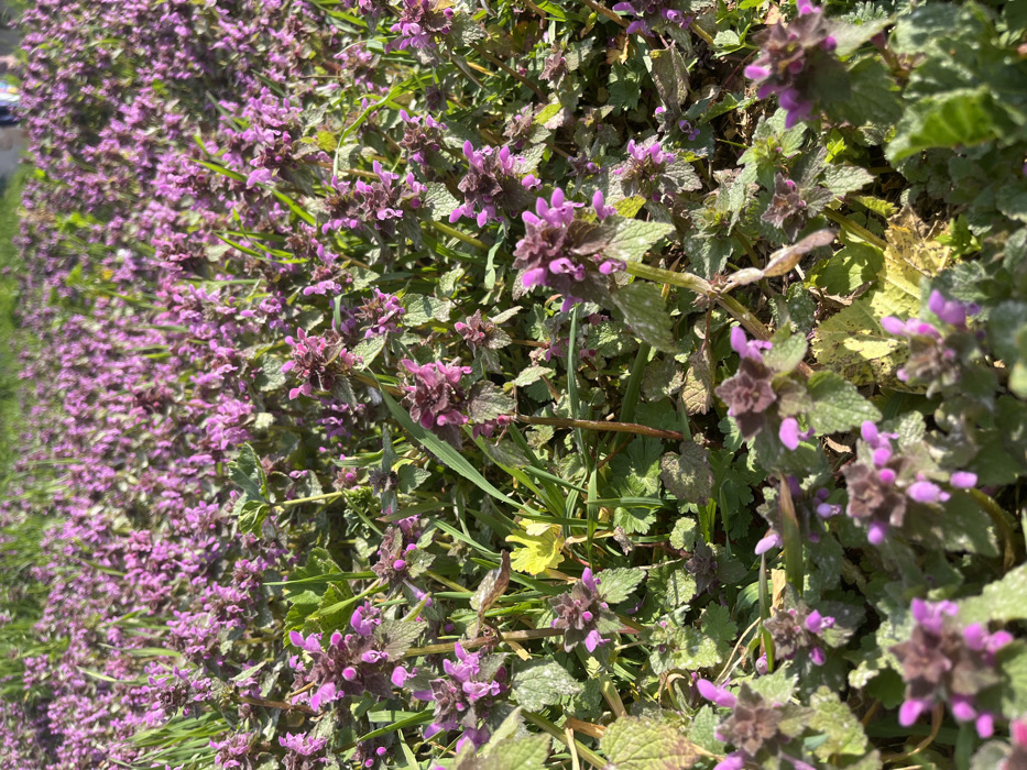 The image displays a ground-level, close-up view of a dense field of flowering plants, identified as *Lamium purpureum* (red dead-nettle), illuminated by direct sunlight in Varna, Bulgaria. The foreground shows numerous plants with green and purplish-tinted leaves, distinct square stems, and clusters of tubular, magenta-to-purple flowers. Blades of green grass are interspersed among the flowering plants. A single bright yellow leaf or small yellow flower is visible towards the center-left of the frame. The background consists of a blurred expanse of similar vegetation. Indistinct, heavily pixelated shapes are visible at the far upper right edge, too distant and out of focus to be identified. No explicit human actions or interactions are visible.