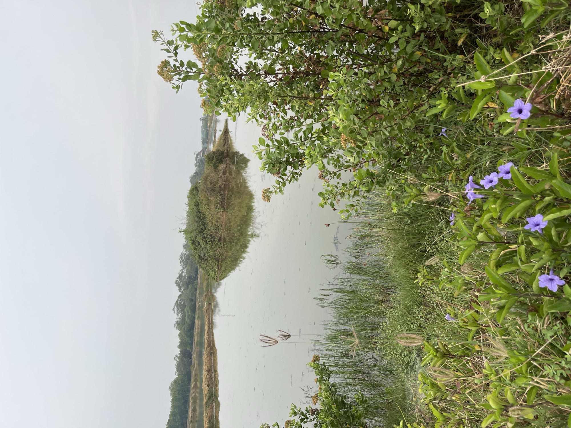 This is an eye-level, medium shot of a calm body of water reflecting an overcast sky. In the foreground, dense green foliage and grass with scattered purple flowers dominate the bottom of the frame. A few tall, brown seed stalks rise from the water's edge. In the middle ground, a small, verdant island sits in the water, with reflections of trees on its surface. The background features a treeline that recedes into the distance, bordered by a dirt path or embankment on the far left. The scene appears to be a natural or semi-natural area within Kruengmate, Indonesia, likely a pond or small lake, with abundant plant life. No people or animals are visible.