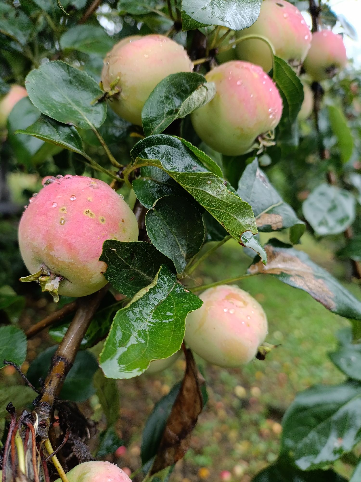 The image shows a close-up of several unripe apples on a tree branch. The apples are mostly pale green with streaks of pink blush. Water droplets are visible on the surface of the apples and the surrounding leaves, suggesting recent rain. The leaves are a deep green, some showing signs of browning or damage. The background is blurred, with hints of more apples and greenery. This scene is likely from an orchard in Yasnaya Polyana, Russia, given the context. There are no people or animals present.