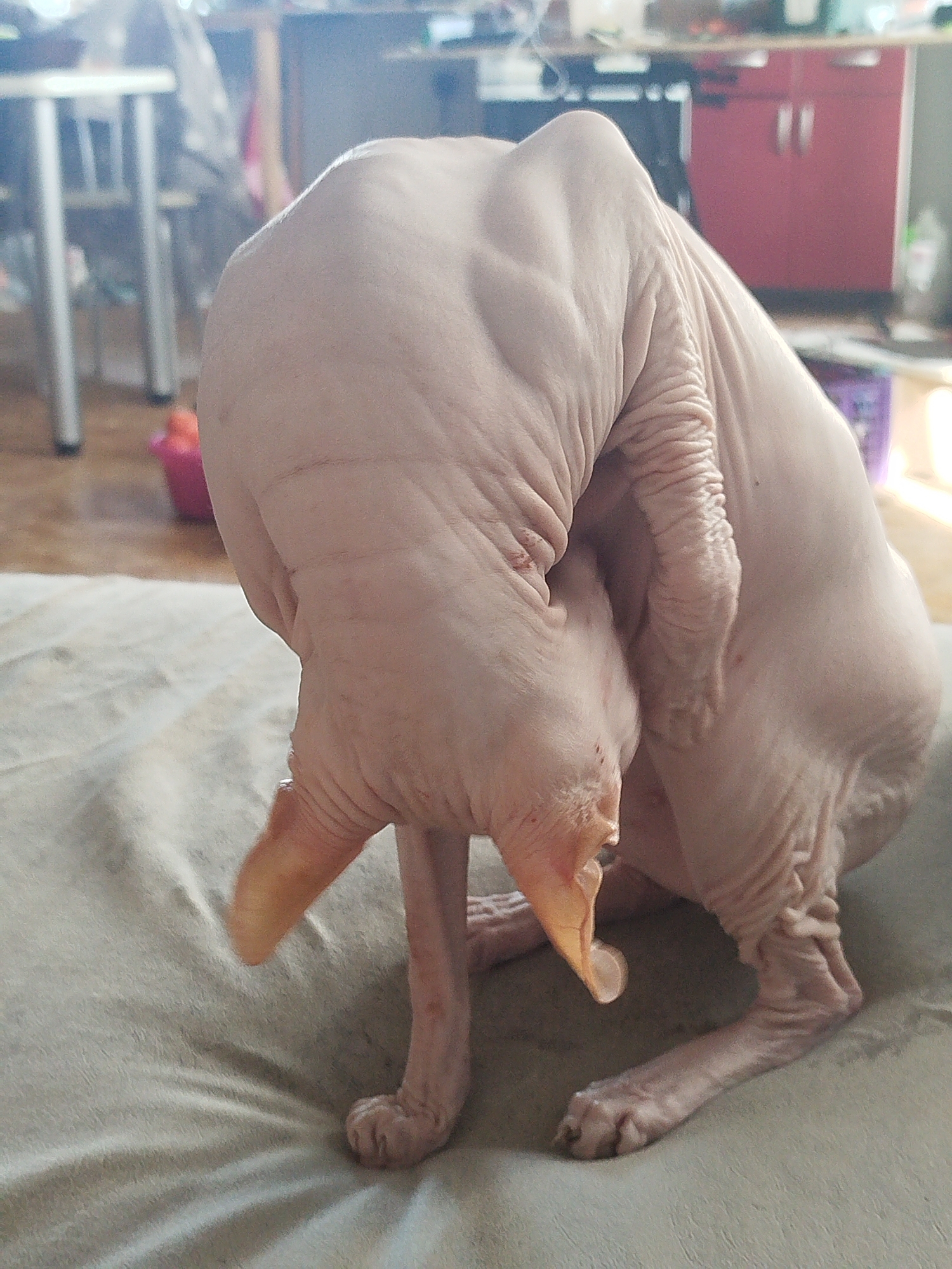 The image depicts a hairless cat grooming itself on a neutral-colored fabric surface, likely a sofa or bed. The cat's body is contorted as it licks its leg. The background is out of focus, showing hints of a room with furniture, including a table and cabinets, suggesting an indoor domestic setting. The lighting appears to be natural, possibly from a window, casting soft shadows. There are no people visible in the image. The cat's skin is wrinkled and pinkish-tan. The provided location of Zavodoukovsk, Russia, is not visually inferable from the image itself, as there are no specific landmarks or indicators of that geographical area.