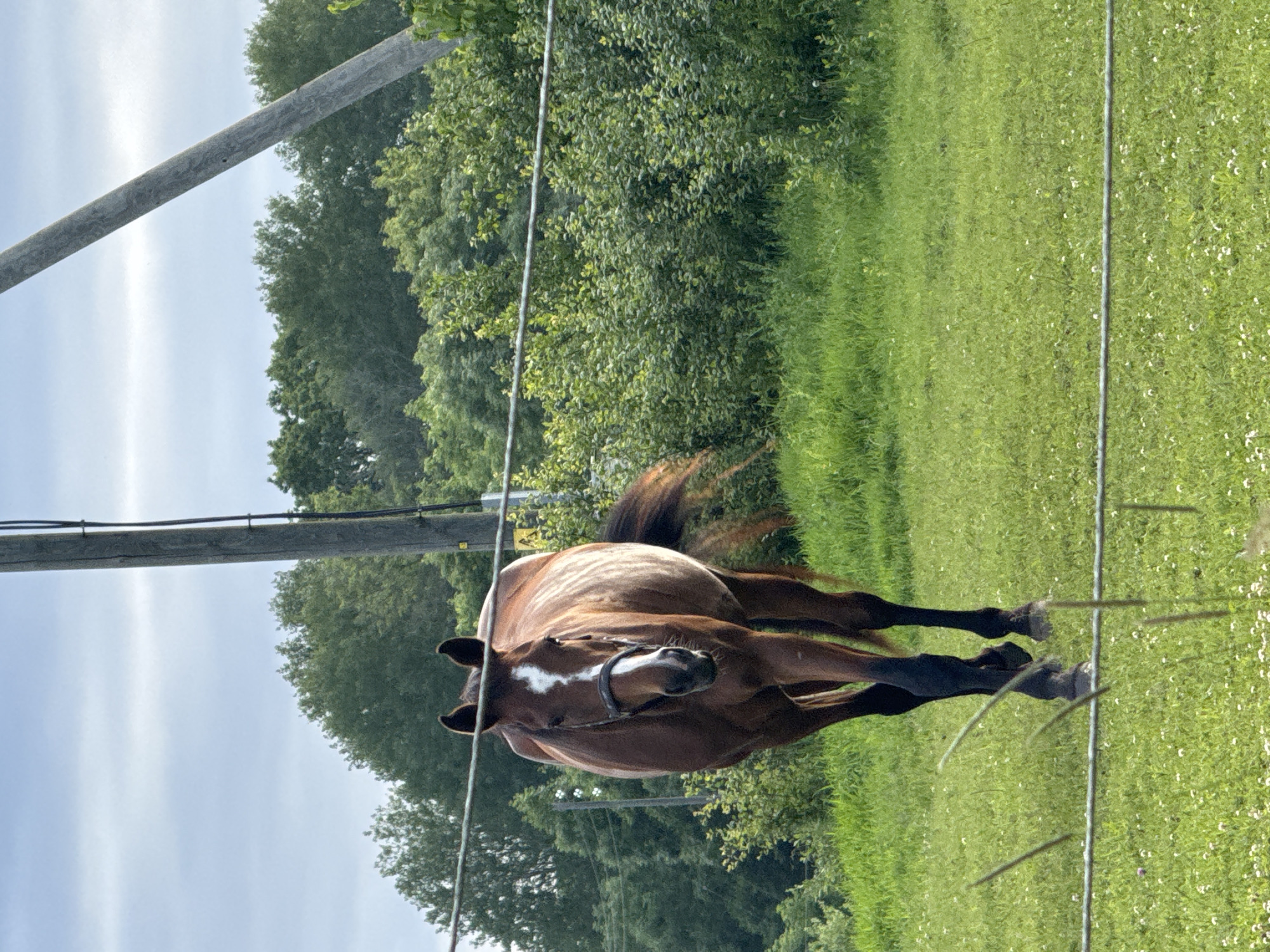A brown horse with a white blaze on its face walks towards the camera in a grassy field. The horse is wearing a halter. Behind the horse, there are trees and two utility poles. A wire fence runs horizontally across the foreground. The sky is overcast. The scene appears to be in a rural or semi-rural area, possibly on the outskirts of Saue, Estonia.