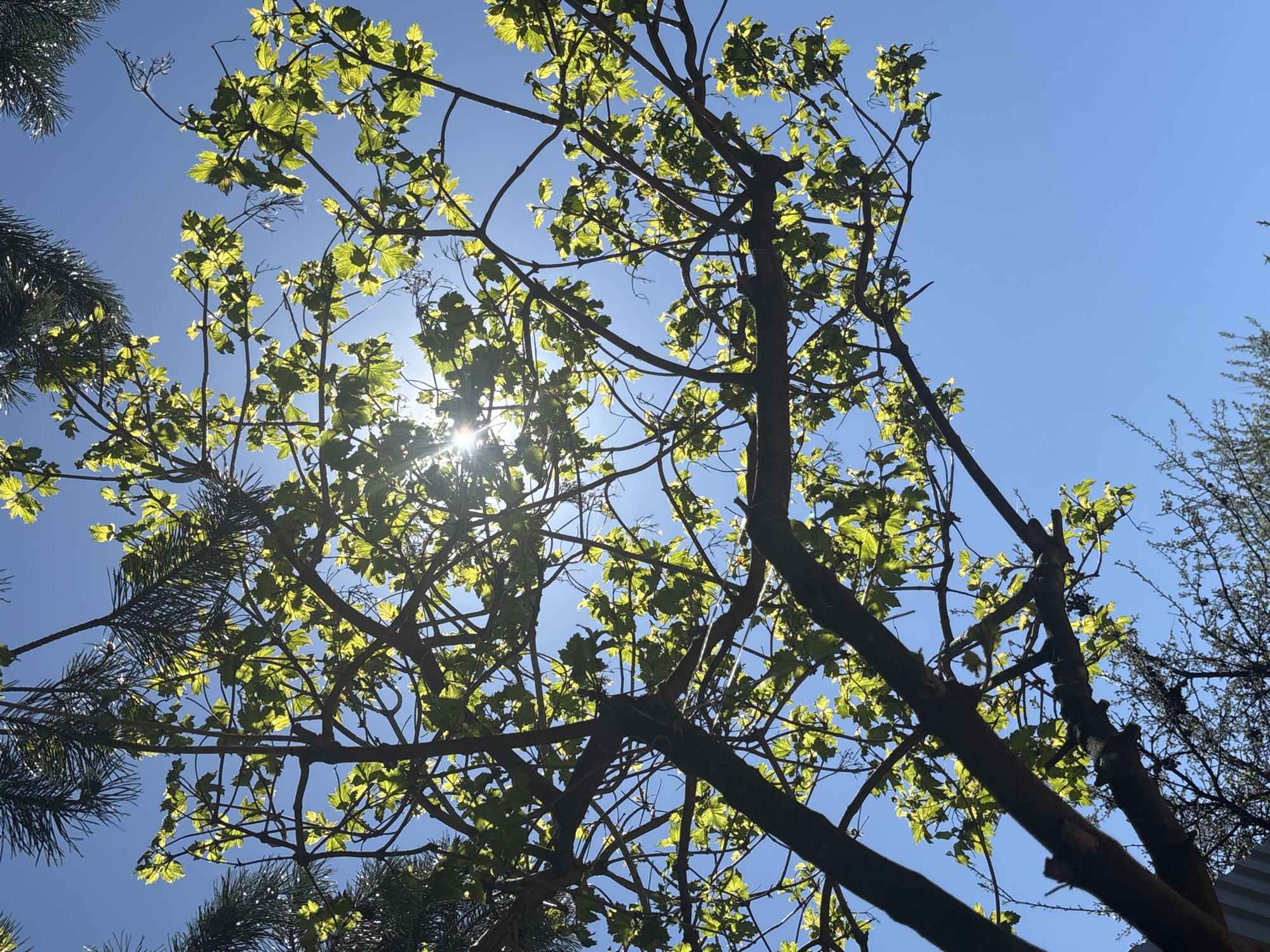 The image depicts a view looking up through the branches and leaves of trees against a bright blue sky. The sun is visible through the foliage, creating a glare. The leaves are green and appear to be backlit. Other vegetation is visible along the lower-left and right edges of the frame. Given the prompt, the location is Prikamskii, Russia. No people or animals are visible.