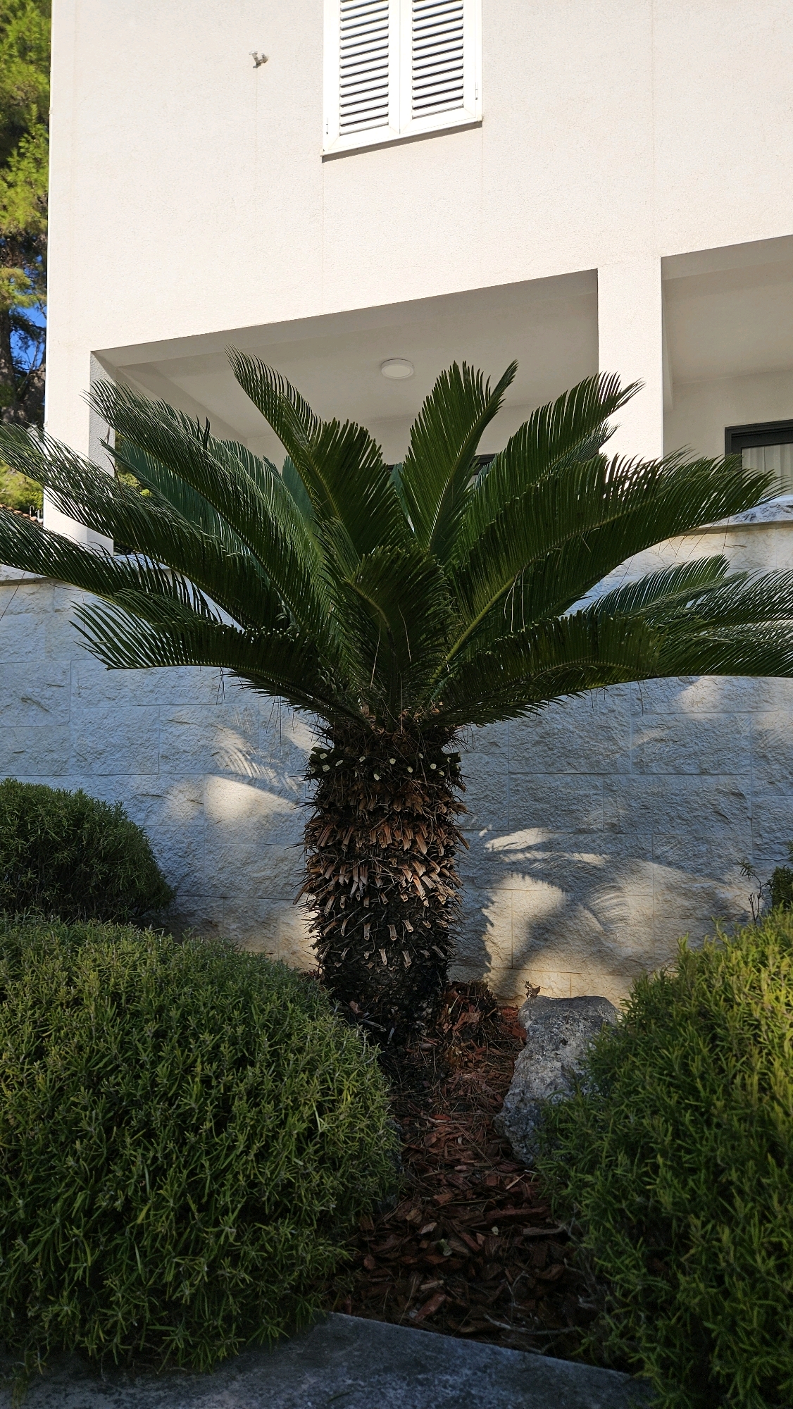 A sago palm is centered in the frame, in front of a light-colored, textured stone wall. The palm has a thick, rough trunk covered in brown scales and a crown of large, dark green fronds. It is surrounded by well-manicured, rounded green bushes on either side, with bark mulch and a grey rock visible at the base of the palm. Behind the palm and wall, a white modern building is visible, with white shutters on a window and a covered walkway. The scene appears to be an exterior, possibly a garden or courtyard, in Općina Tučepi, Croatia. The lighting suggests it is daytime, with shadows of palm fronds cast on the wall.