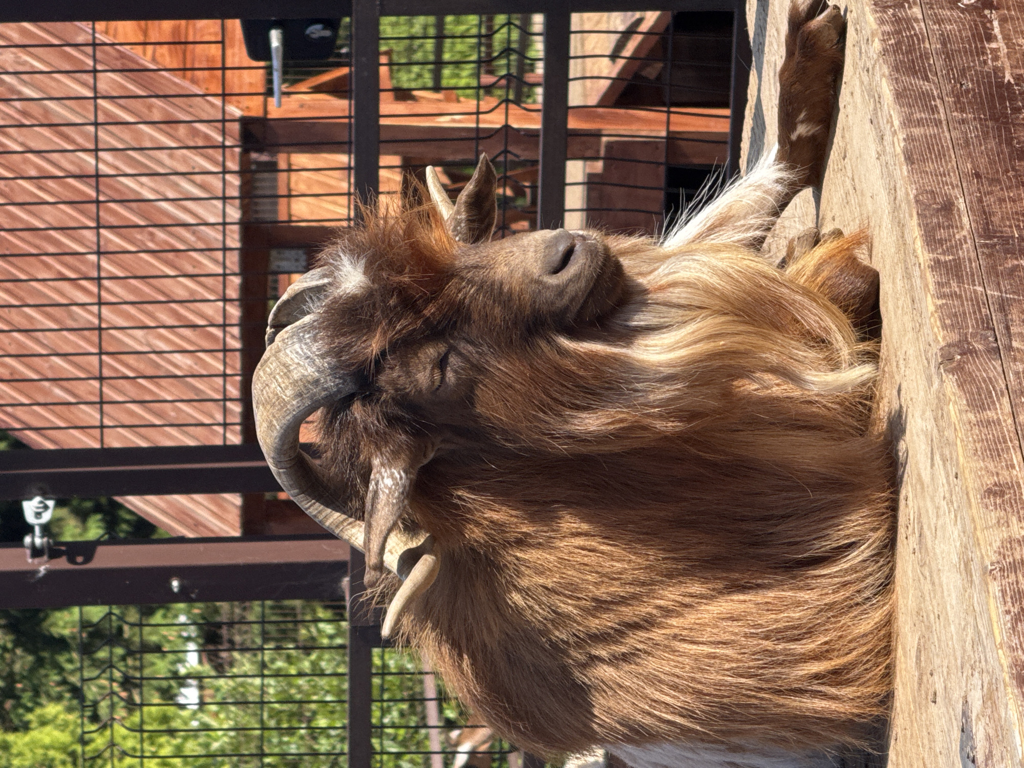 A goat is resting its head on a wooden structure. The goat is brown with long, shaggy fur and has large, curved horns. A metal fence is visible in the background. The photograph does not contain enough information to determine the specific location within the city of Izhevsk, Russia.