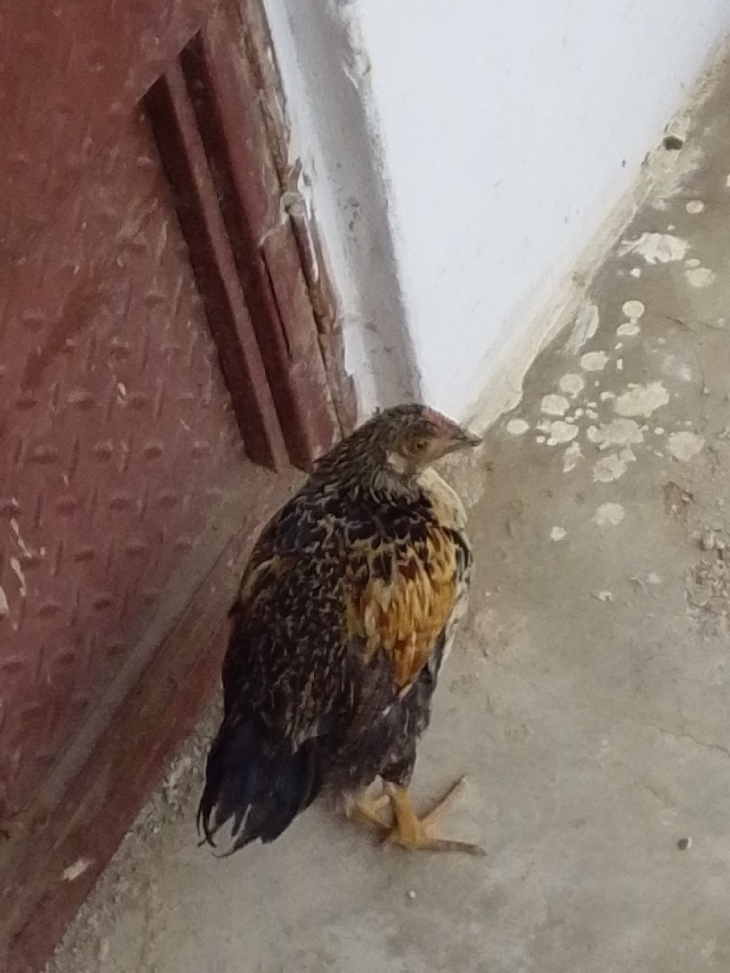 In Serti, Nigeria, a young chicken stands on a concrete surface next to a red metal door. The chicken's plumage is a mix of dark brown, black, and golden-yellow feathers. Its head is turned to the left, revealing a small, reddish comb and a light-colored eye. The concrete ground is speckled with light-colored splotches, and the red door appears to have a textured surface. The overall environment suggests an outdoor or semi-enclosed area.